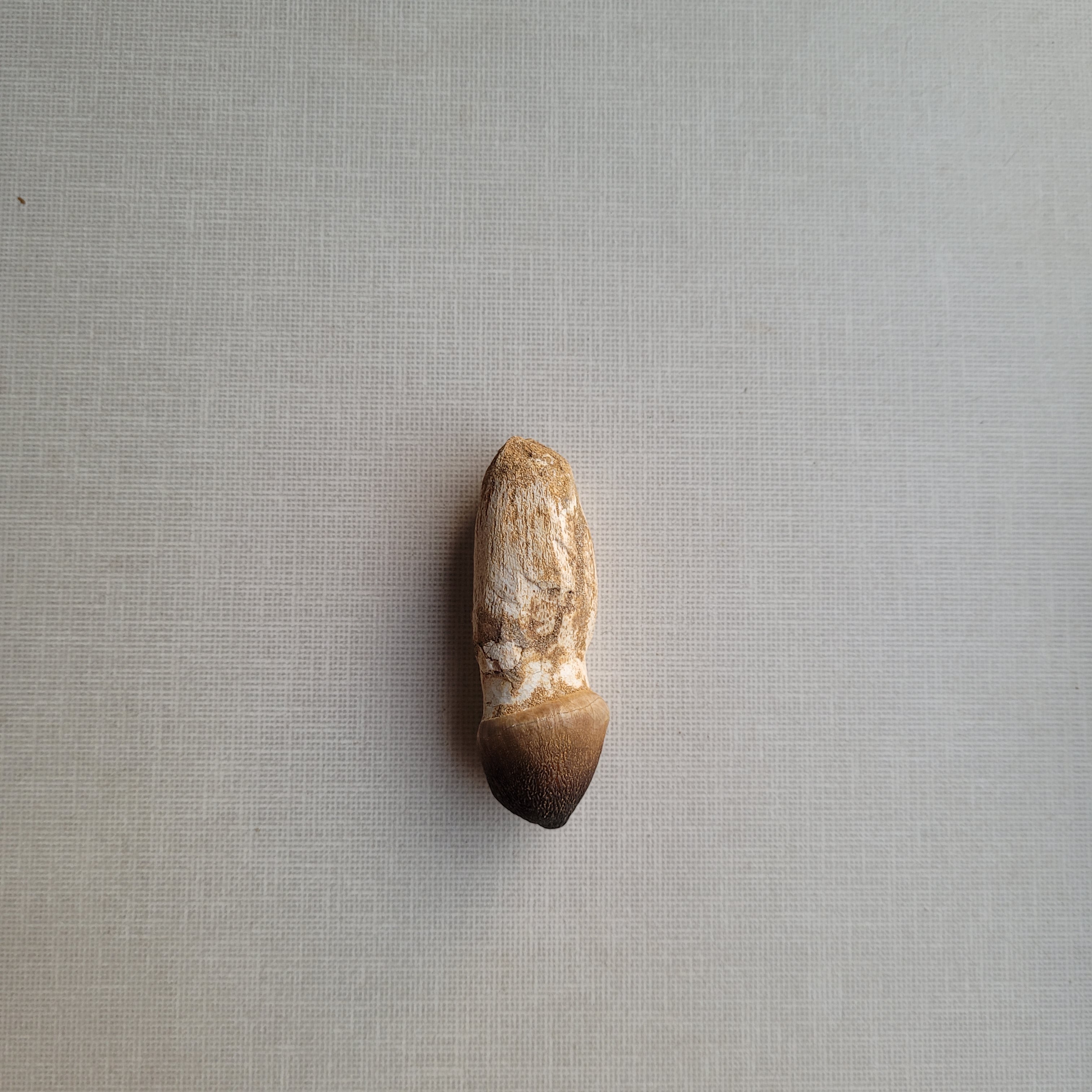 Rare Globidens Tooth - Crushing Mosasaur Fossil from Khouribga, Morocco