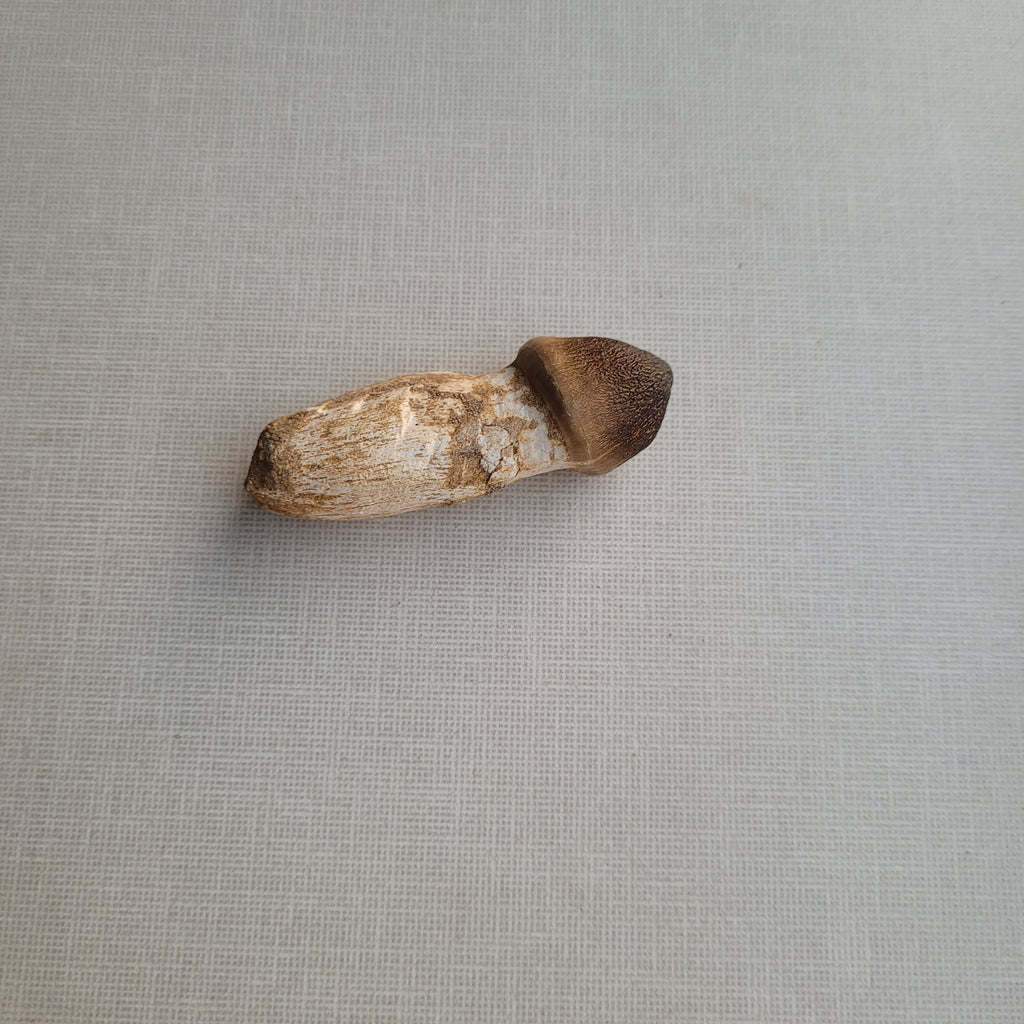 Rare Globidens Tooth - Crushing Mosasaur Fossil from Khouribga, Morocco