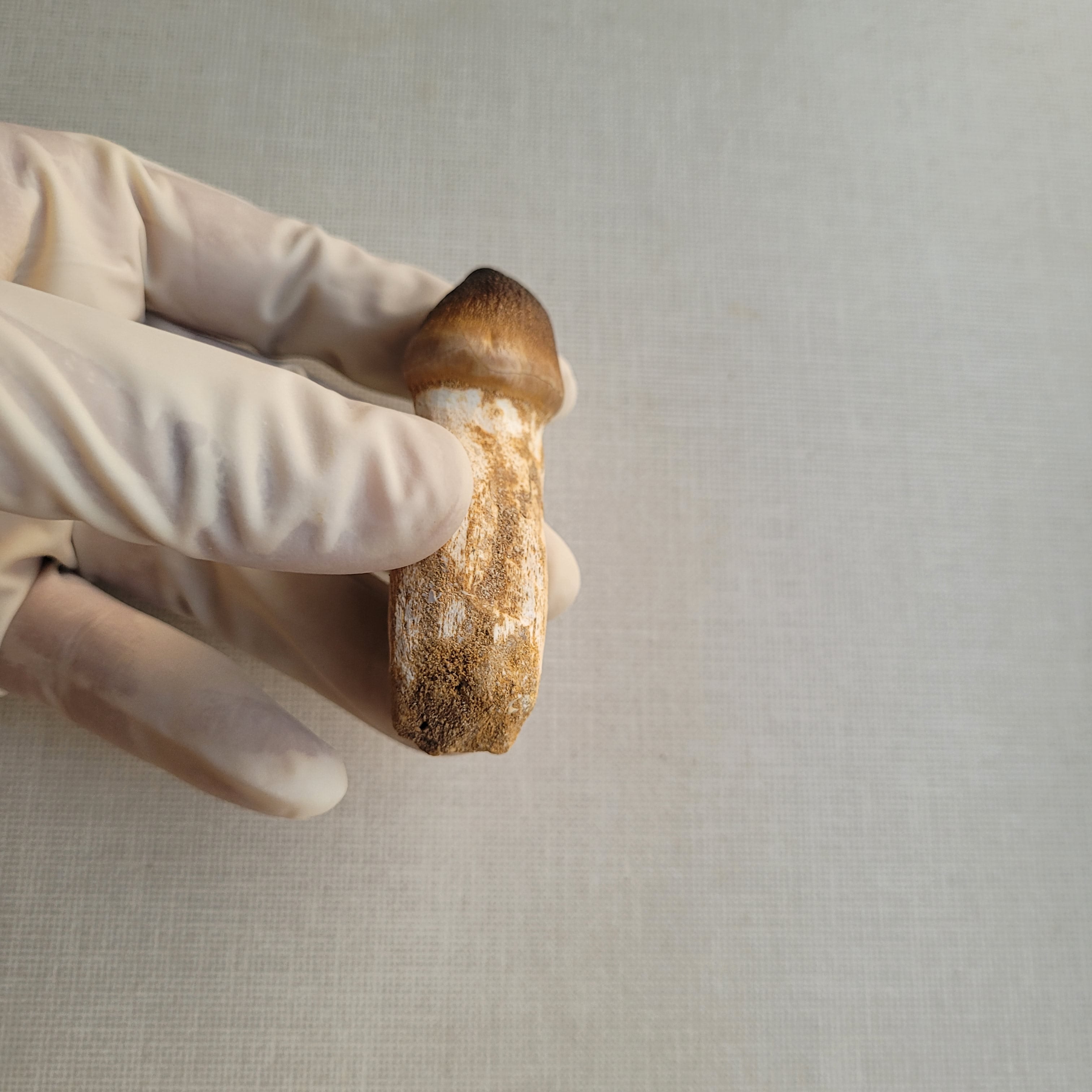 Rare Globidens Tooth - Crushing Mosasaur Fossil from Khouribga, Morocco