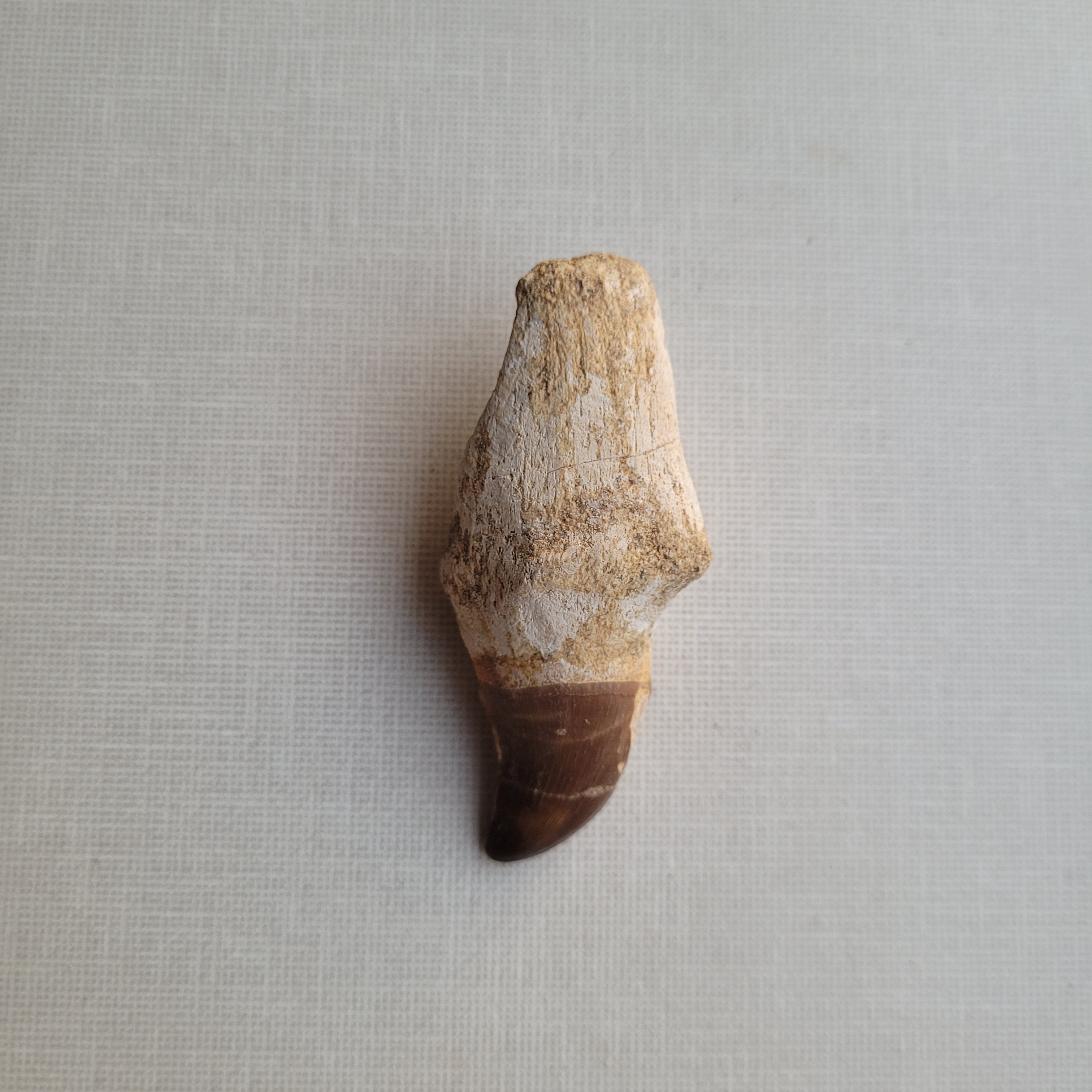 Rare Halisaurus Tooth 8 cm - Agile Marine Mosasaur Fossil from Khouribga, Morocco