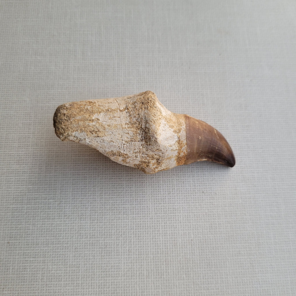 Rare Halisaurus Tooth 8 cm - Agile Marine Mosasaur Fossil from Khouribga, Morocco