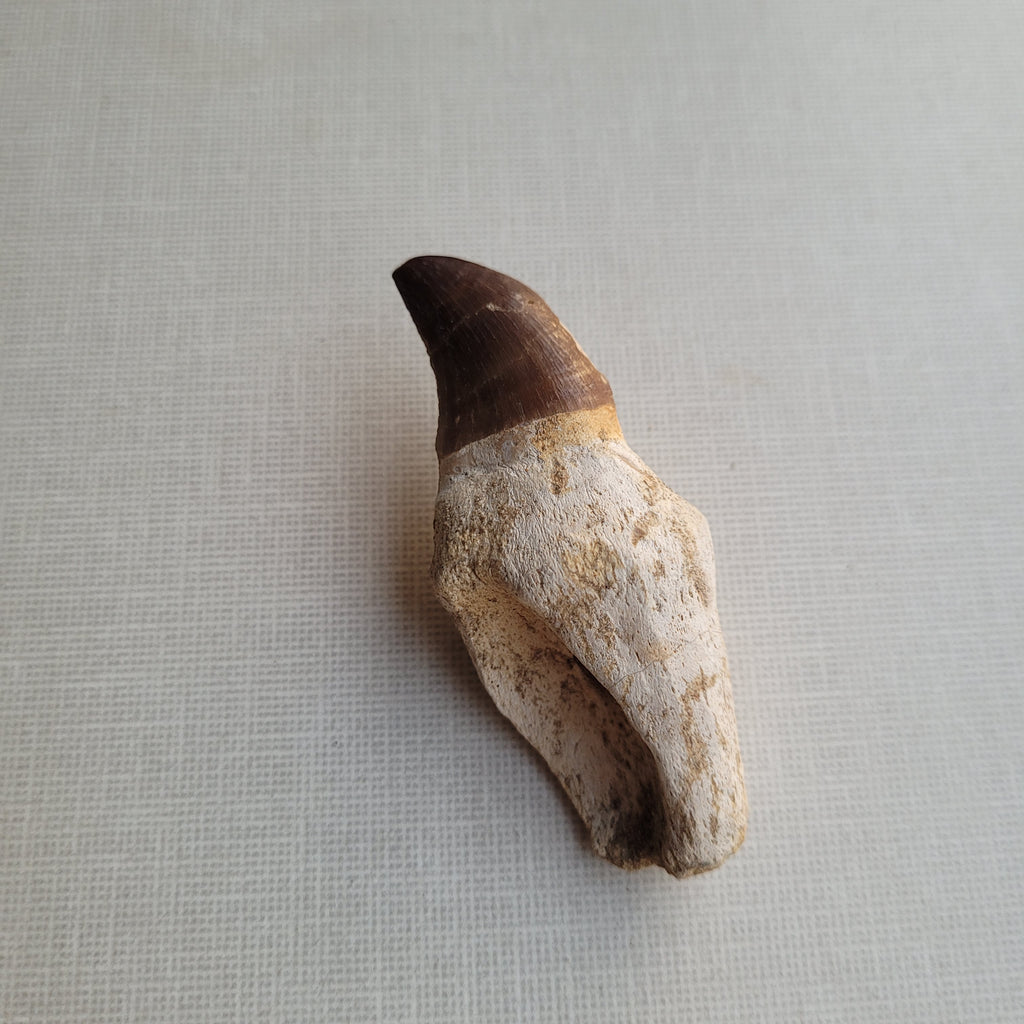 Rare Halisaurus Tooth 8 cm - Agile Marine Mosasaur Fossil from Khouribga, Morocco