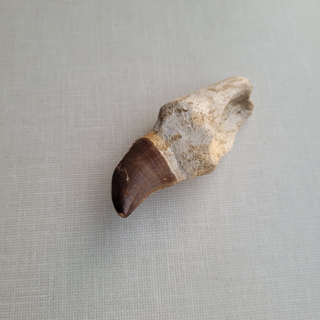 Rare Halisaurus Tooth 8 cm - Agile Marine Mosasaur Fossil from Khouribga, Morocco