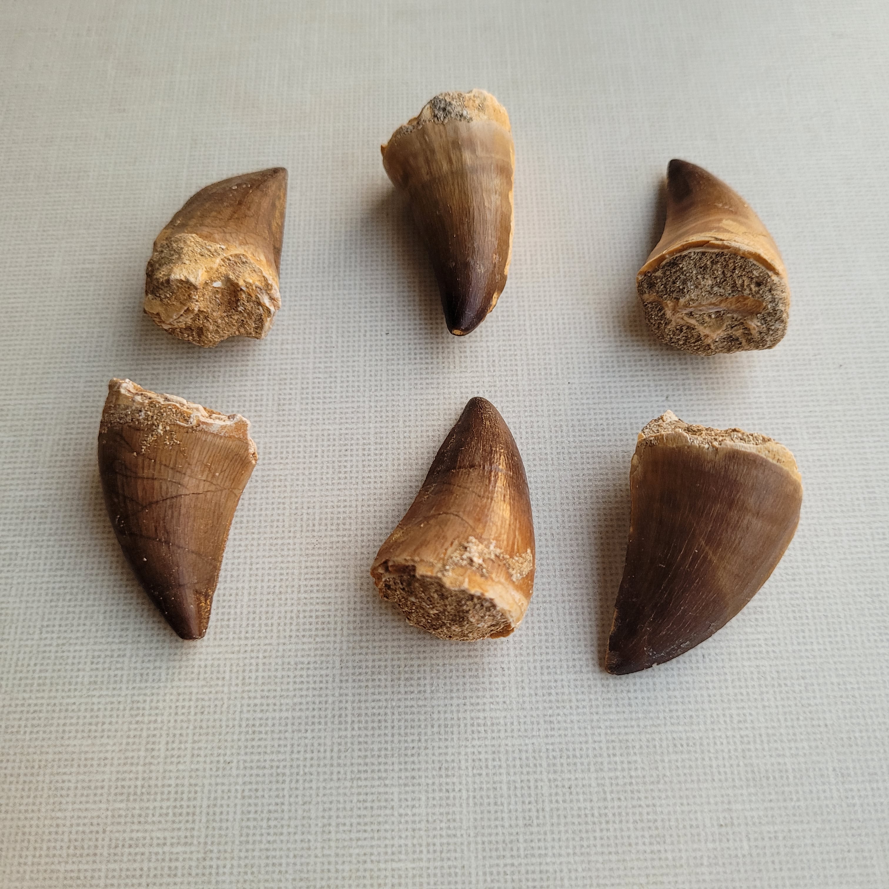 Rare Prognathodon Fossil Set - 6 Pieces (5-6 cm Each) from Morocco