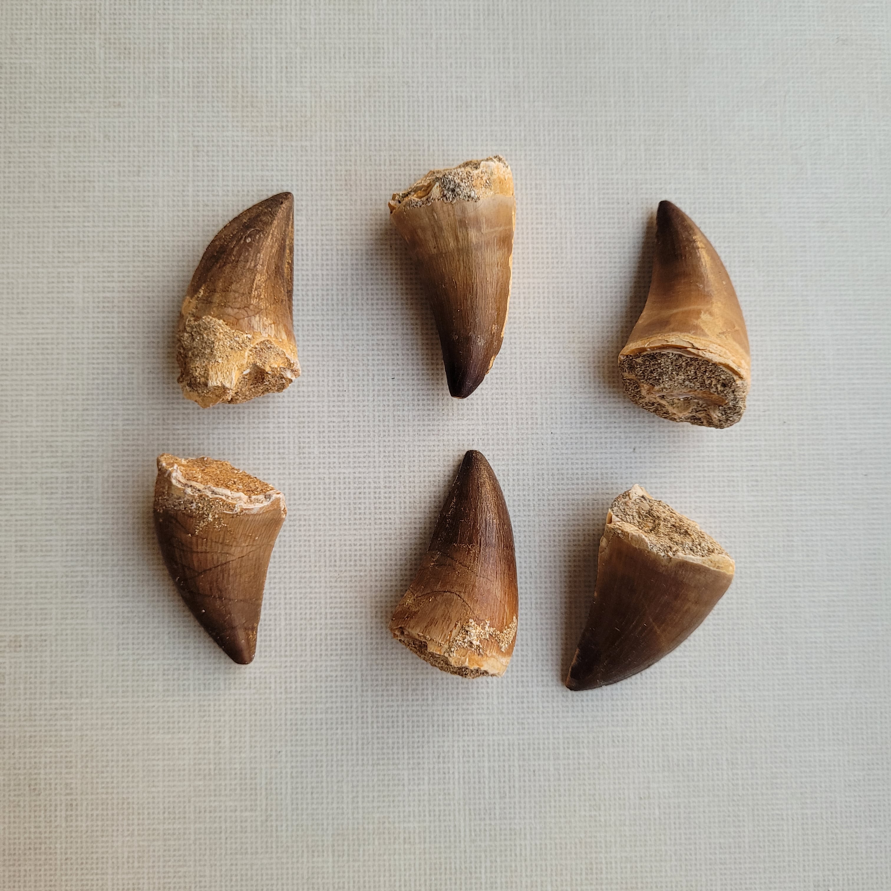 Rare Prognathodon Fossil Set - 6 Pieces (5-6 cm Each) from Morocco