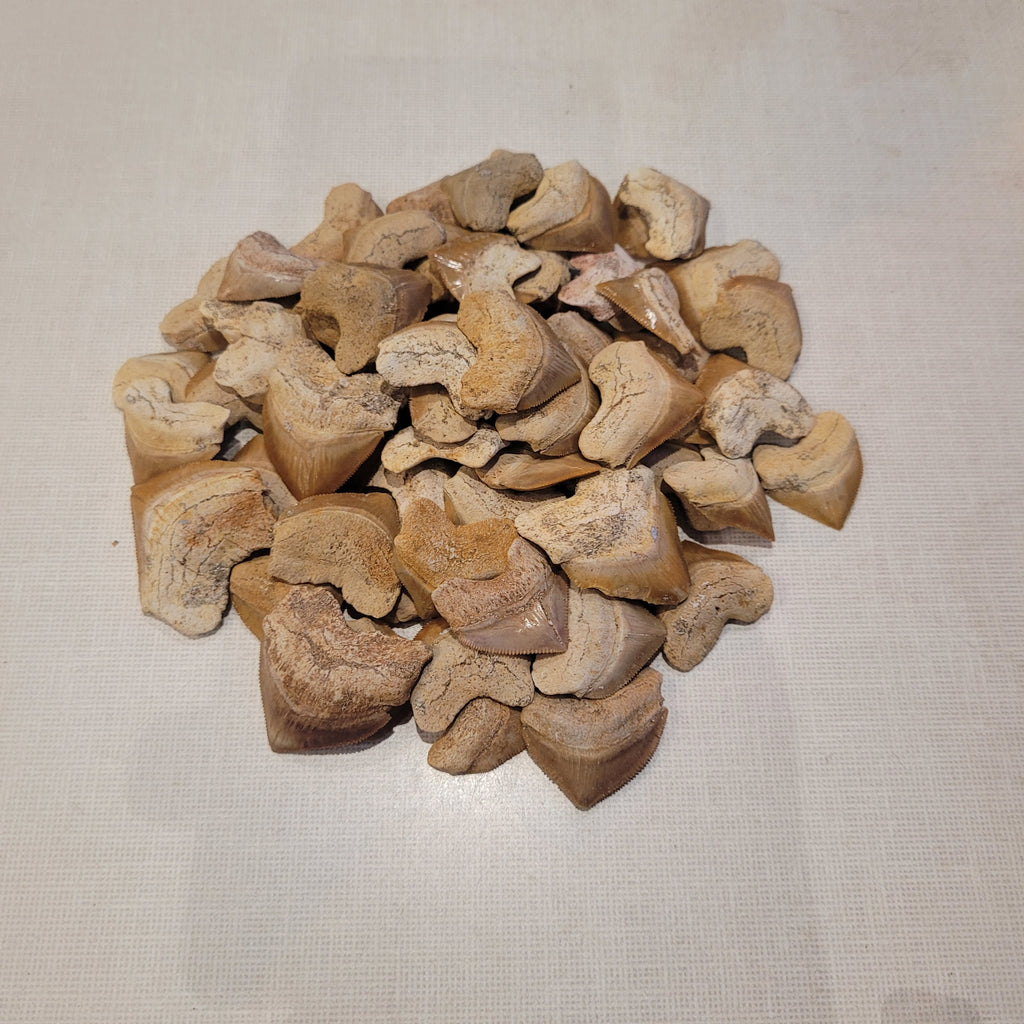 100 Authentic Squalicorax Shark Teeth - Bulk Fossil Collection from Morocco