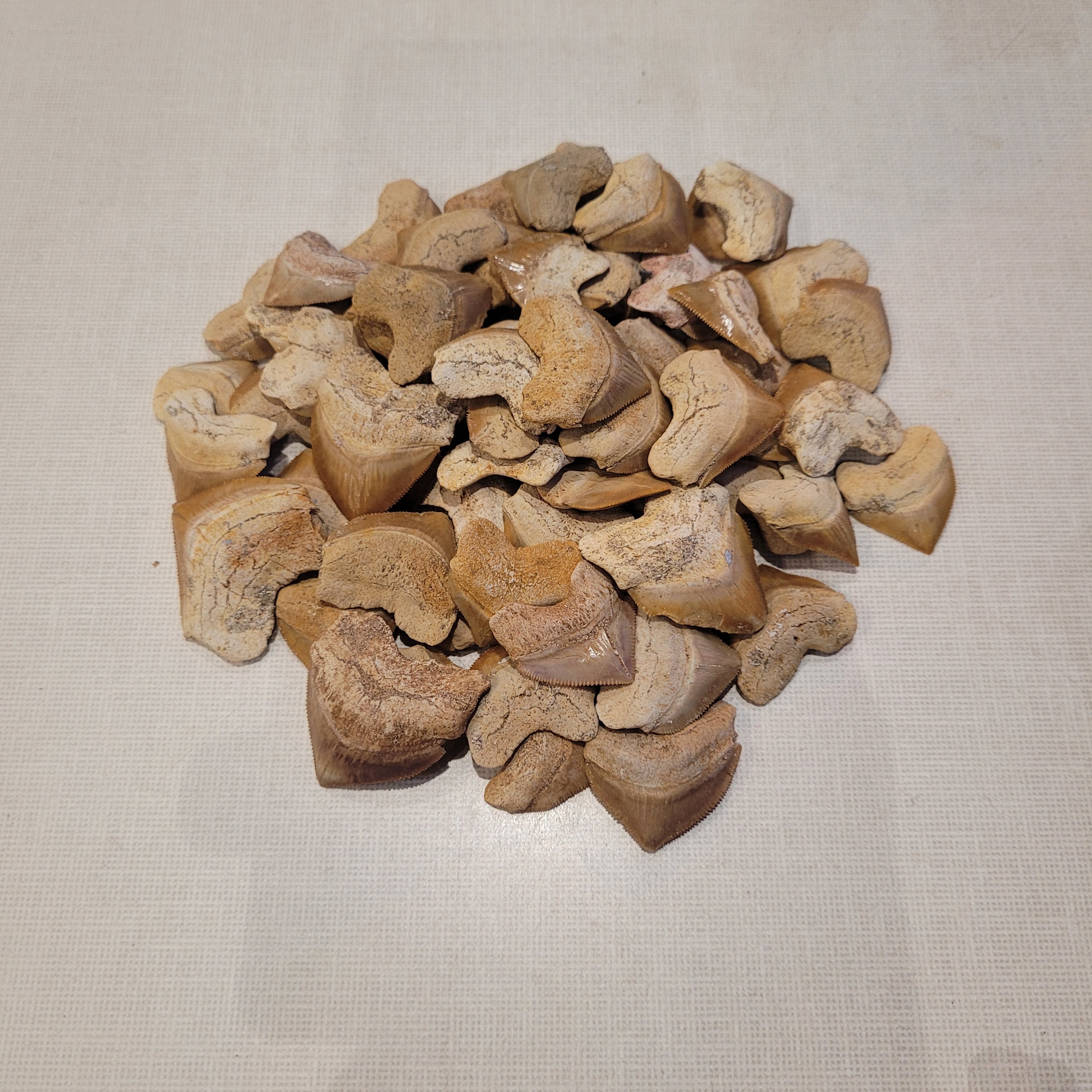 100 Authentic Squalicorax Shark Teeth - Bulk Fossil Collection from Morocco