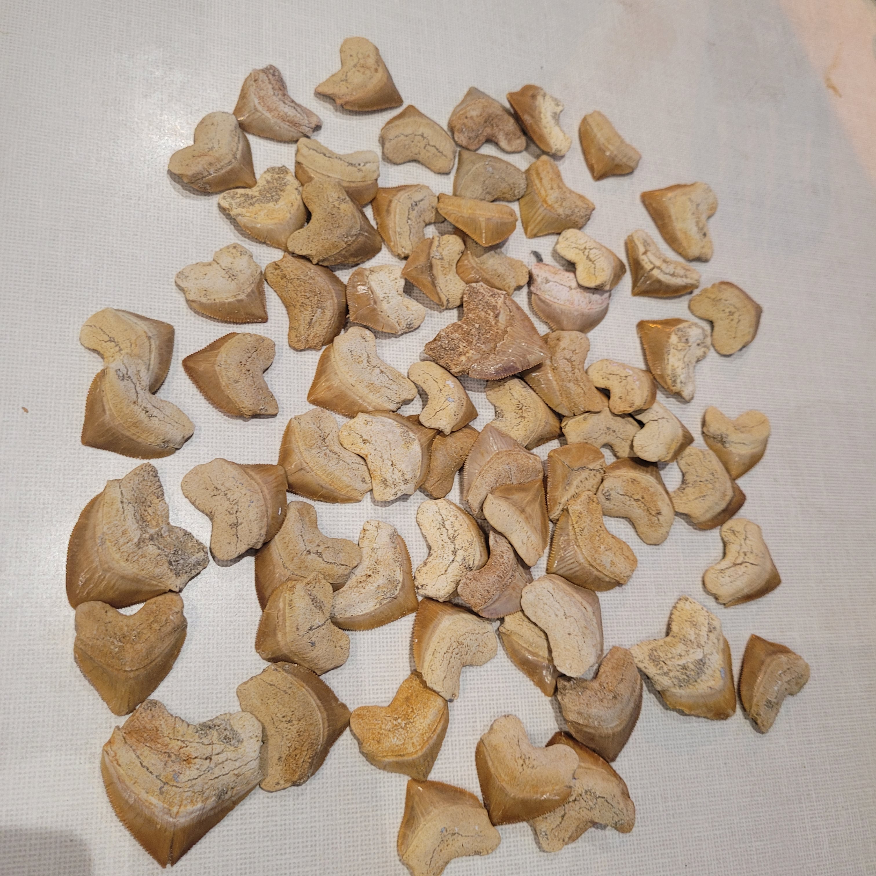 100 Authentic Squalicorax Shark Teeth - Bulk Fossil Collection from Morocco