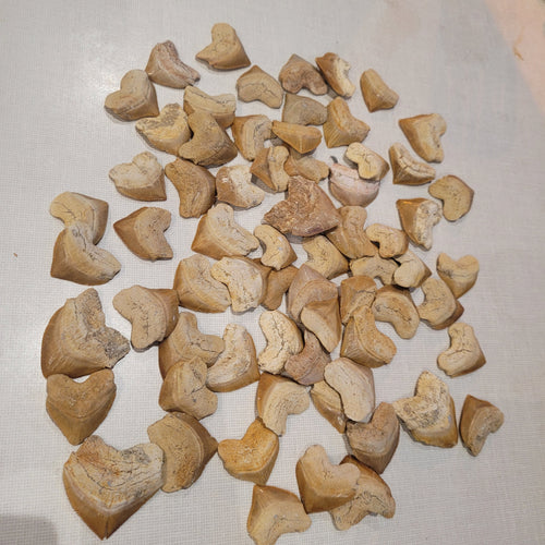 100 Authentic Squalicorax Shark Teeth - Bulk Fossil Collection from Morocco