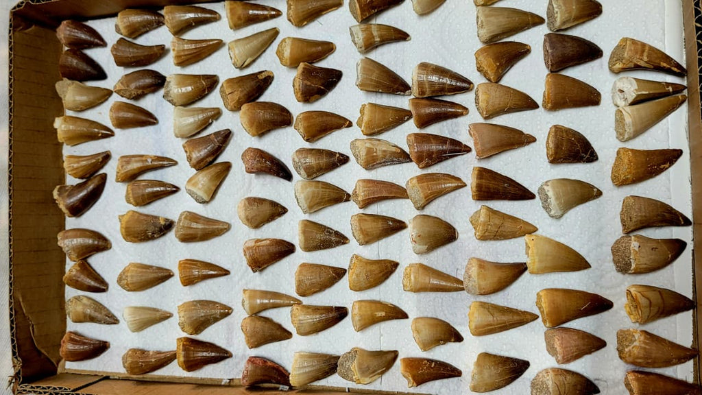 10 Piece Mosasaur Teeth Collection - Authentic Cretaceous Fossils