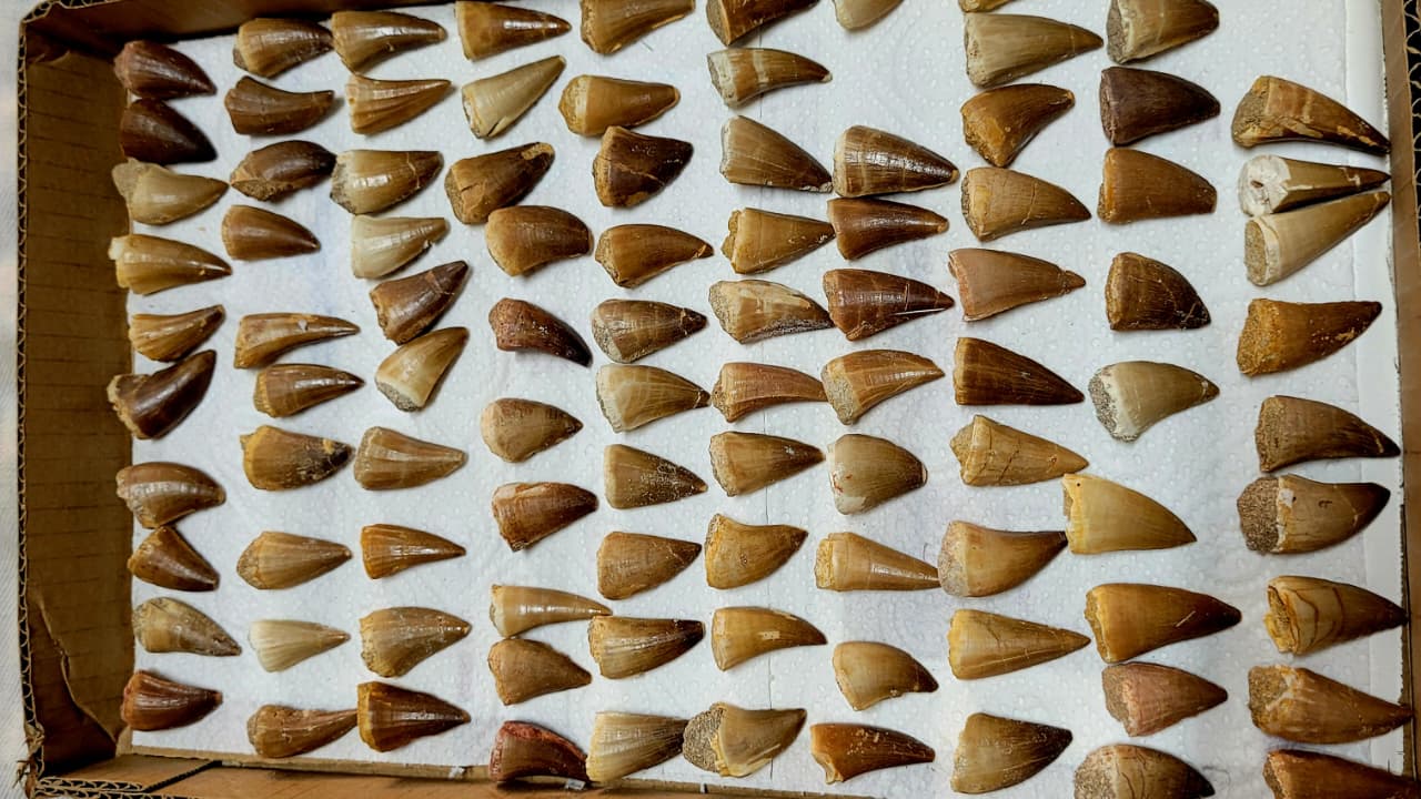 10 Piece Mosasaur Teeth Collection - Authentic Cretaceous Fossils