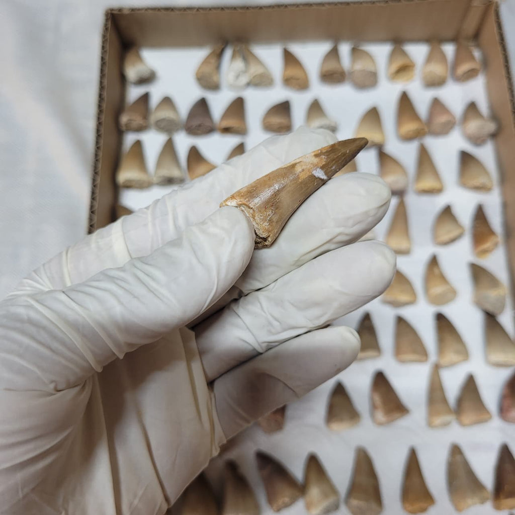 10 Piece Mosasaur Teeth Collection - Authentic Cretaceous Fossils