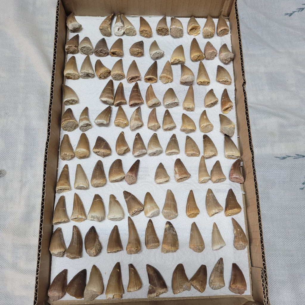 10 Piece Mosasaur Teeth Collection - Authentic Cretaceous Fossils