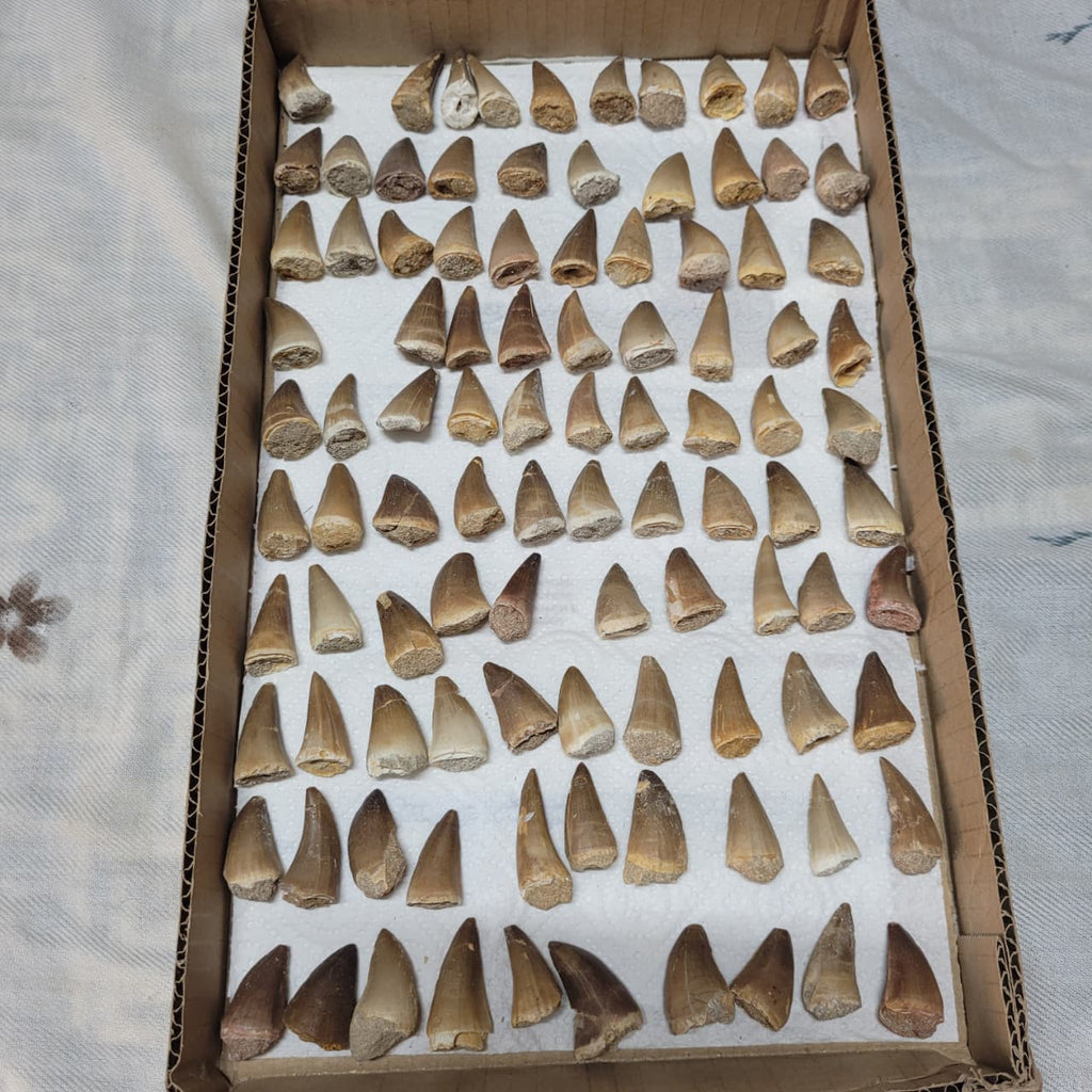 10 Piece Mosasaur Teeth Collection - Authentic Cretaceous Fossils