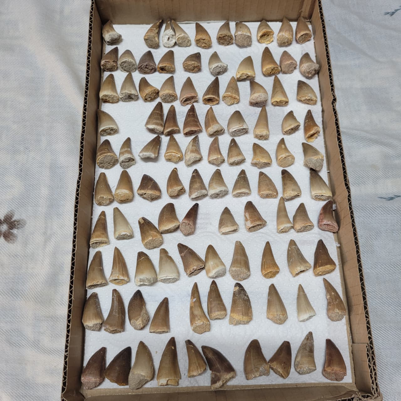 10 Piece Mosasaur Teeth Collection - Authentic Cretaceous Fossils