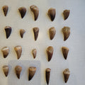 10 Piece Mosasaur Teeth Collection - Authentic Cretaceous Fossils