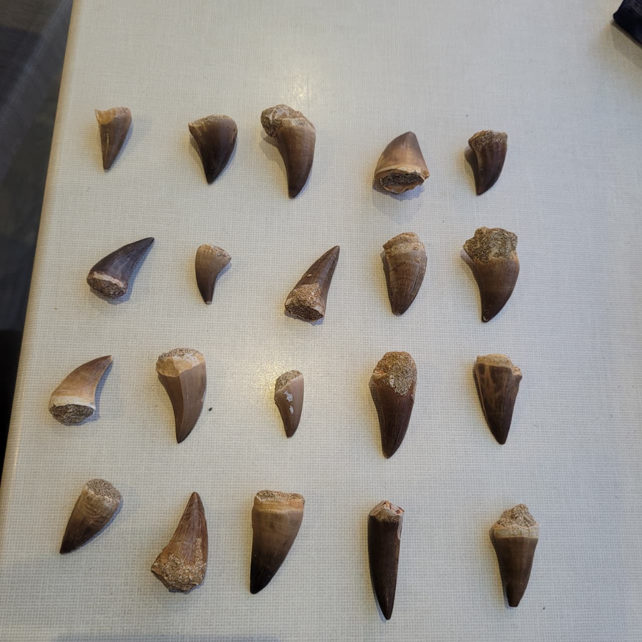 10 Piece Mosasaur Teeth Collection - Authentic Cretaceous Fossils