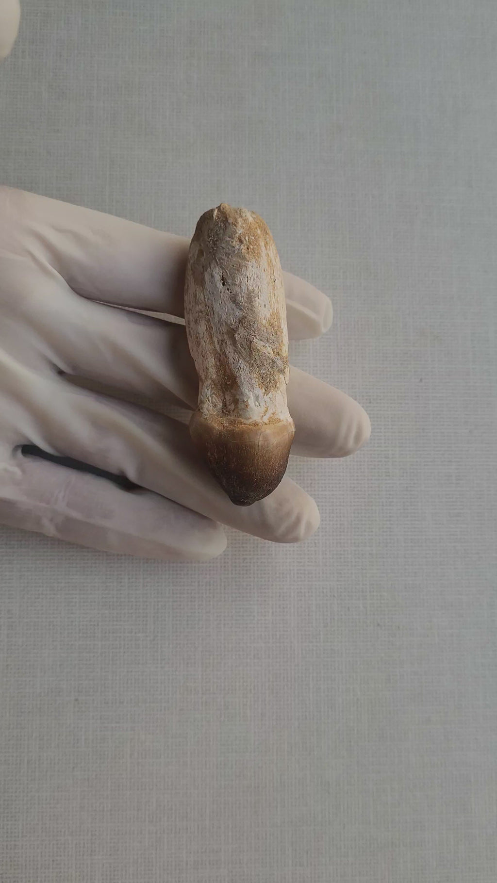 Rare Globidens Tooth - Crushing Mosasaur Fossil from Khouribga, Morocco