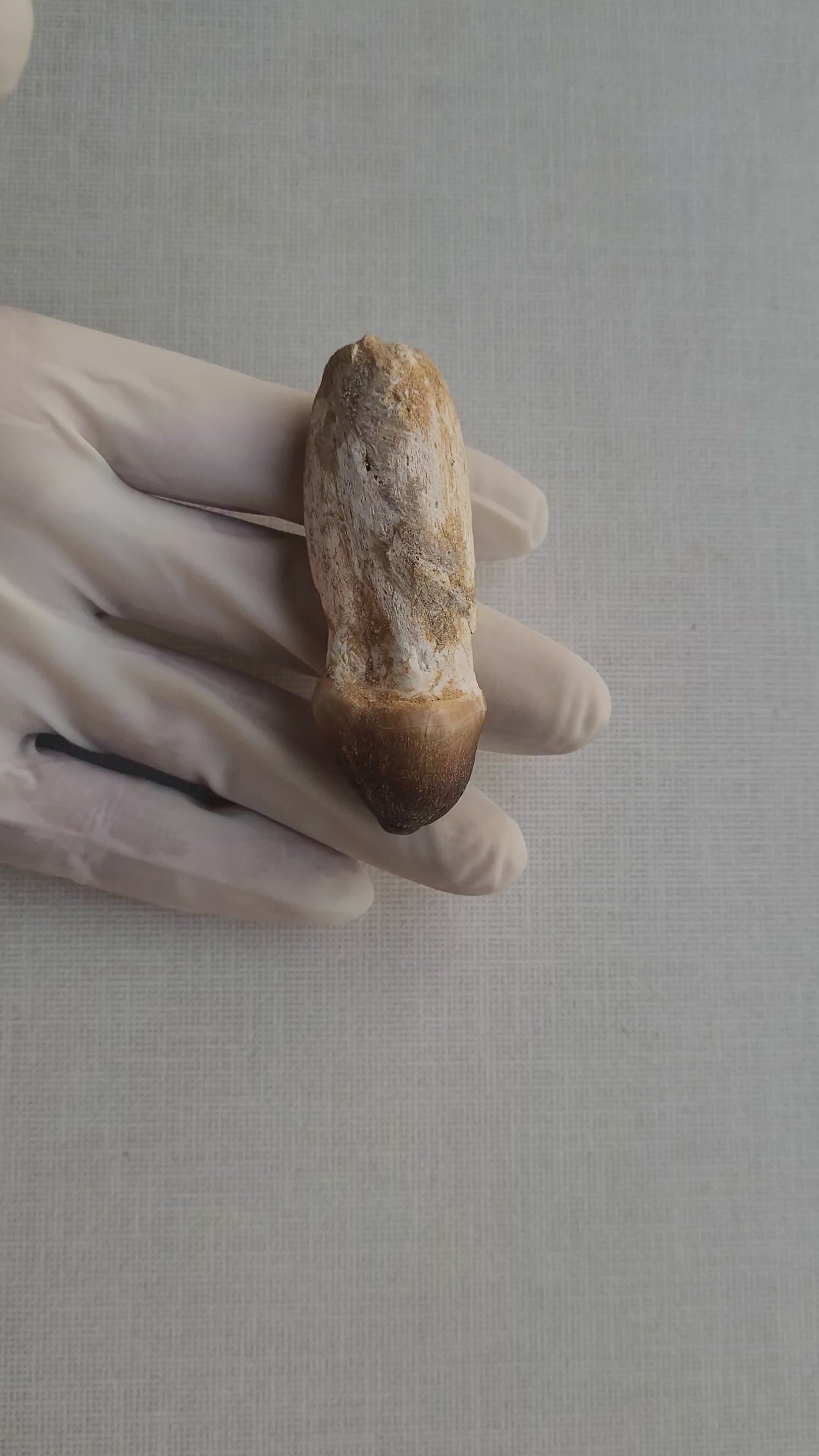 Rare Globidens Tooth - Crushing Mosasaur Fossil from Khouribga, Morocco