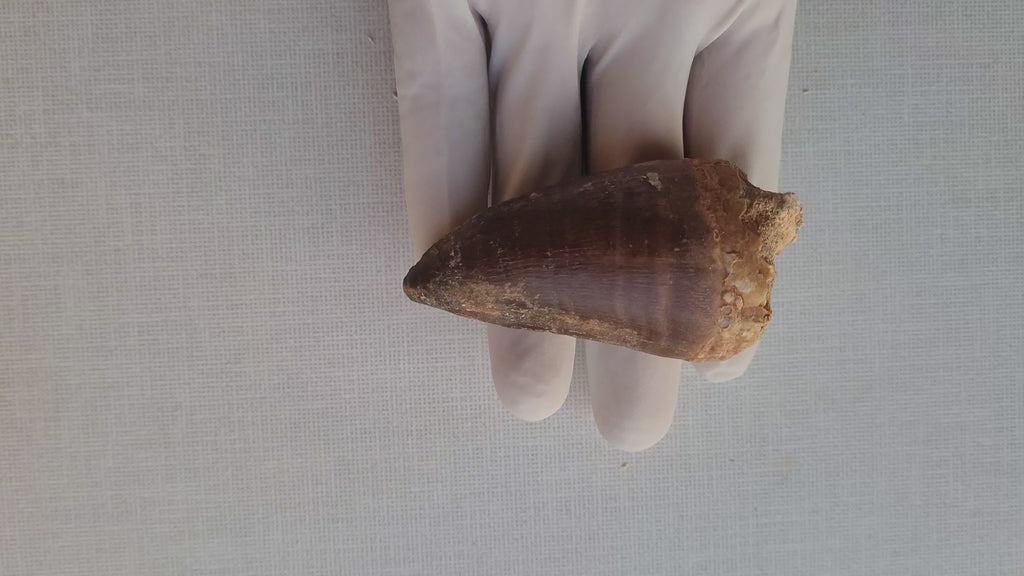 Giant 8.5 cm Mosasaurus Tooth - Premium Cretaceous Fossil from Khouribga, Morocco