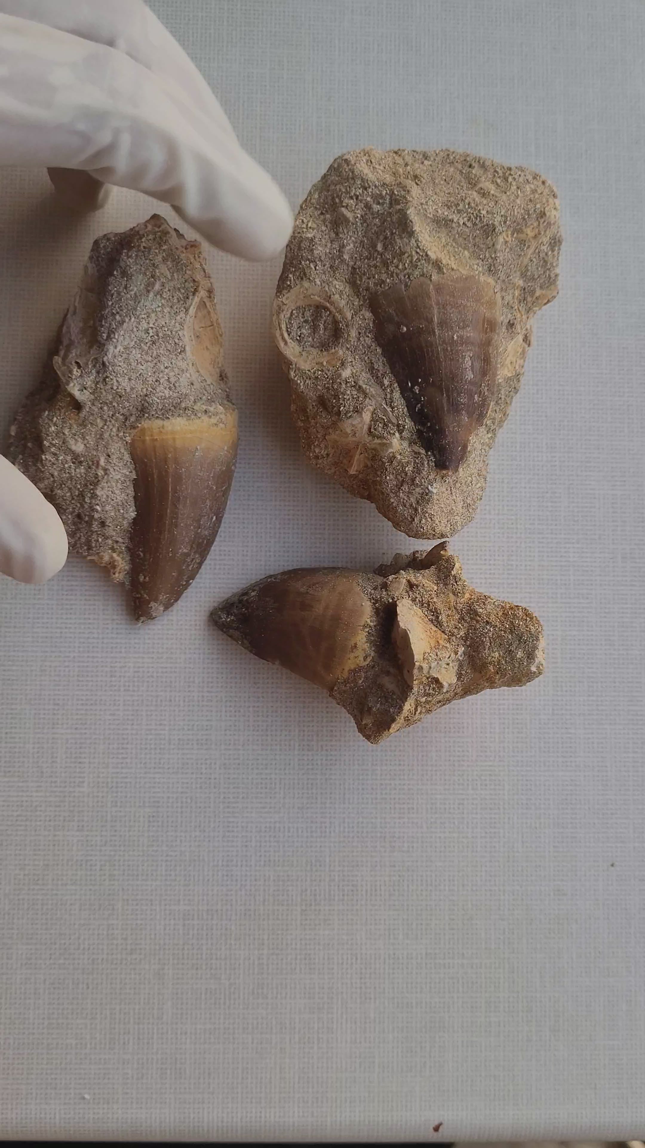 Authentic Mosasaurus Tooth in Original Matrix - Cretaceous Fossil from Khouribga, Morocco