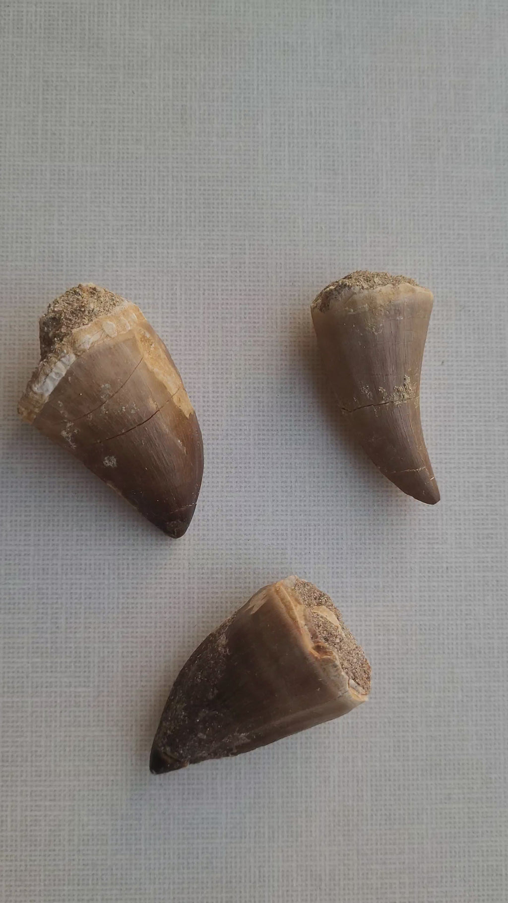 Rare Mussasaurus Tooth 5cm - Authentic Cretaceous Fossil from Khouribga, Morocco