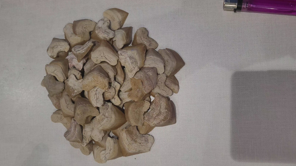 100 Authentic Squalicorax Shark Teeth - Bulk Fossil Collection from Morocco