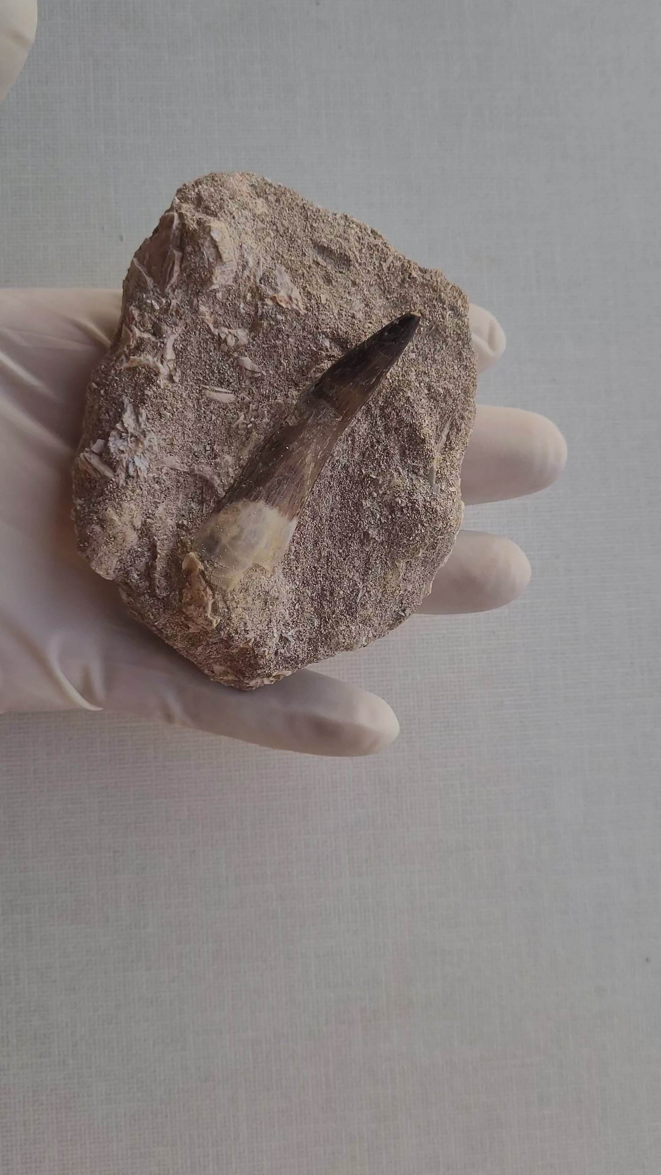 Rare Plesiosaur Tooth 8.5 cm with Matrix - Authentic Marine Reptile Fossil from Khouribga, Morocco