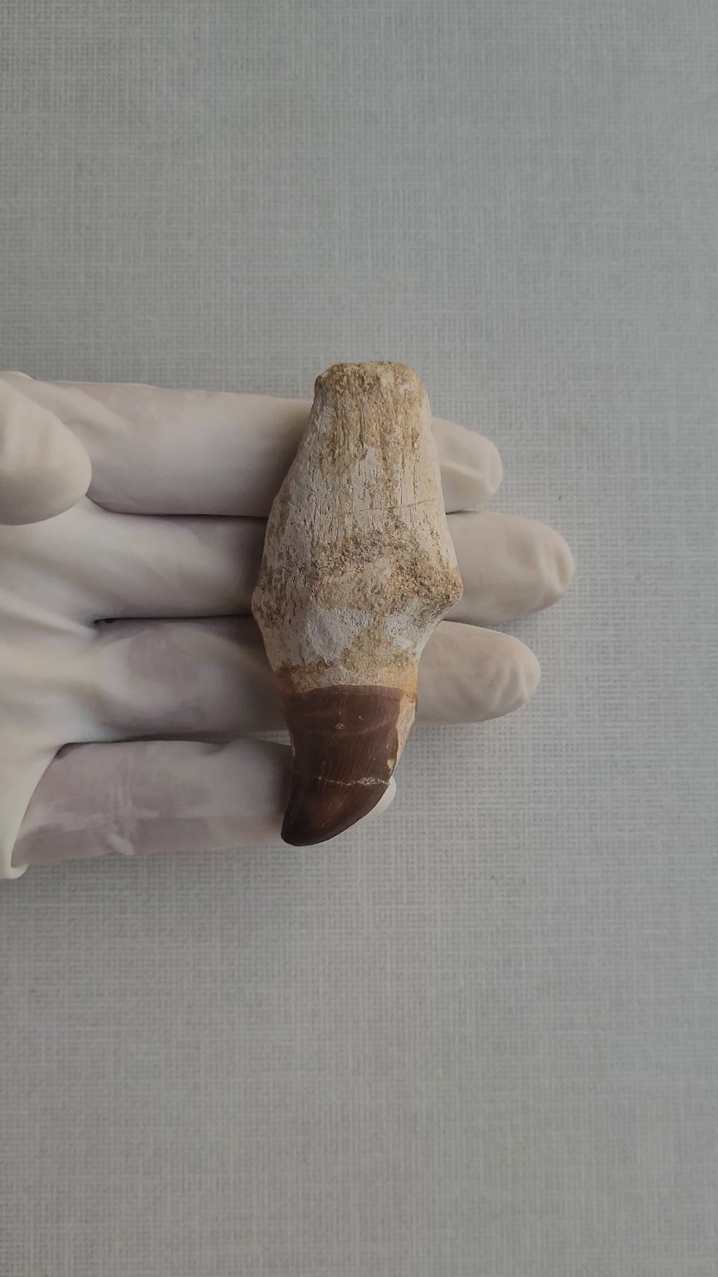 Rare Halisaurus Tooth 8 cm - Agile Marine Mosasaur Fossil from Khouribga, Morocco