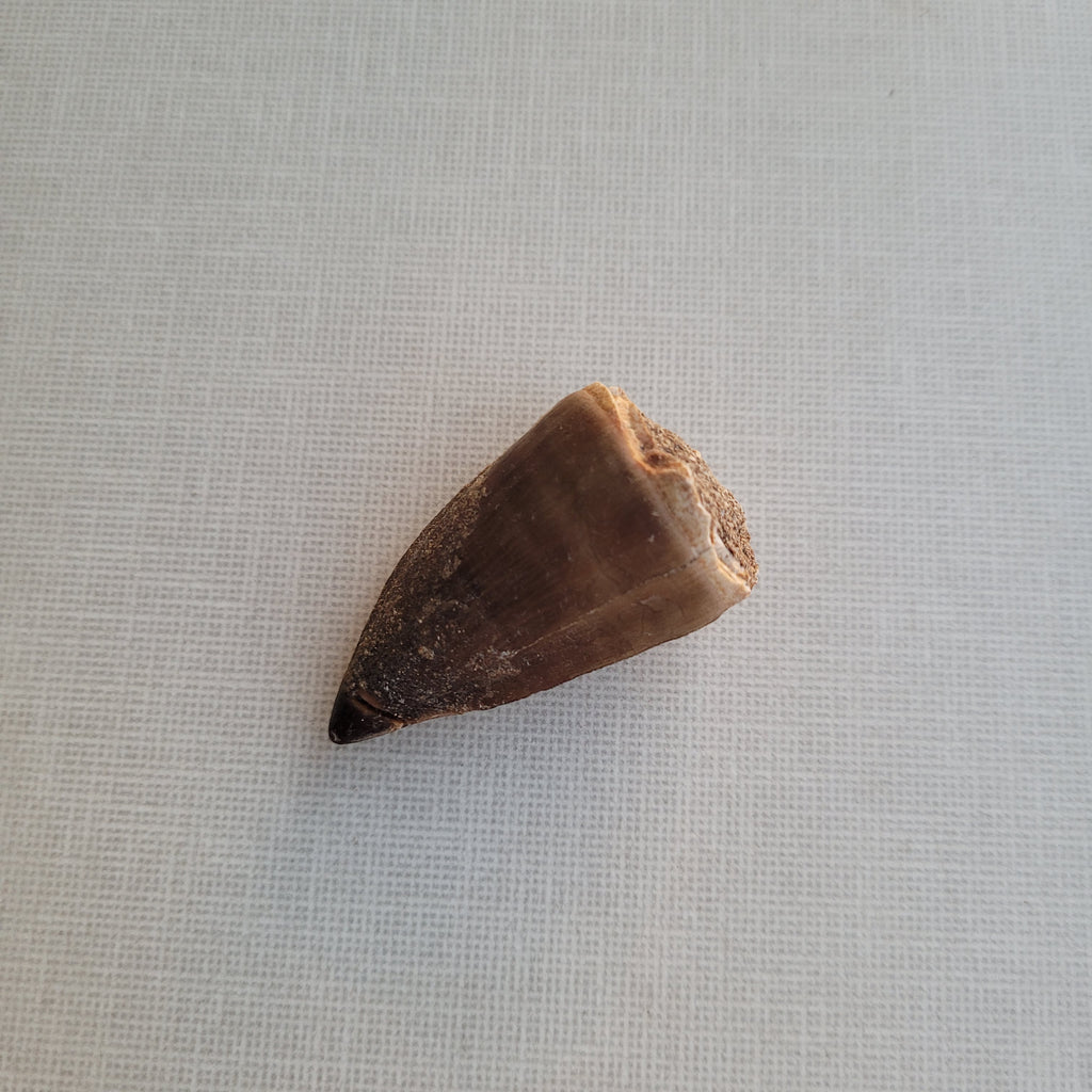 Rare Mussasaurus Tooth 5cm - Authentic Cretaceous Fossil from Khouribga, Morocco