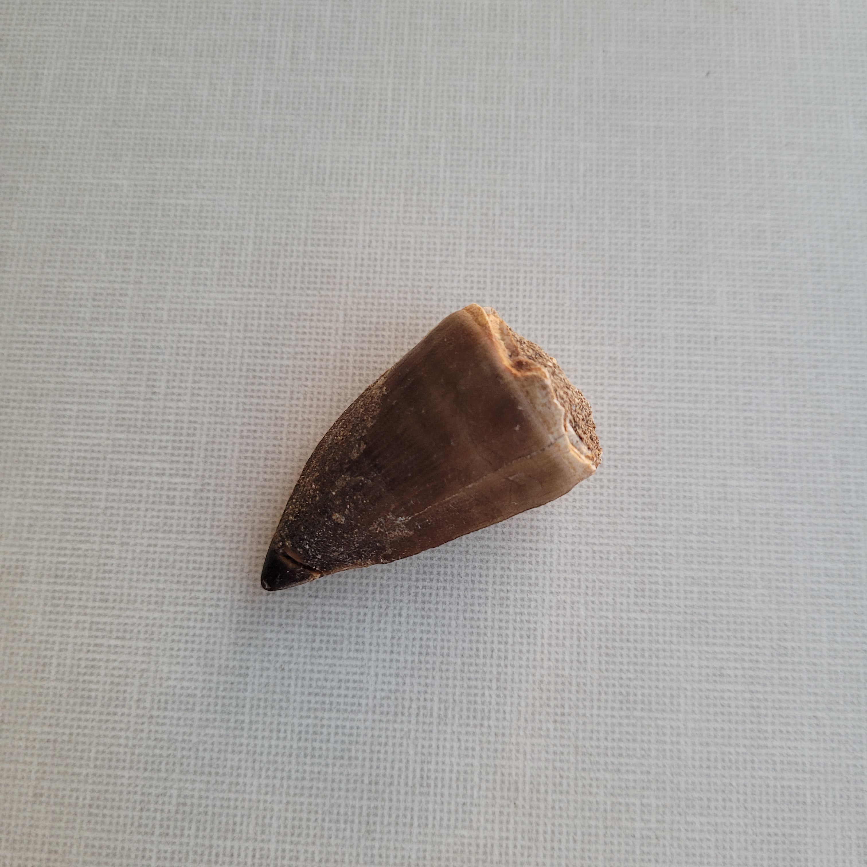 Rare Mussasaurus Tooth 5cm - Authentic Cretaceous Fossil from Khouribga, Morocco