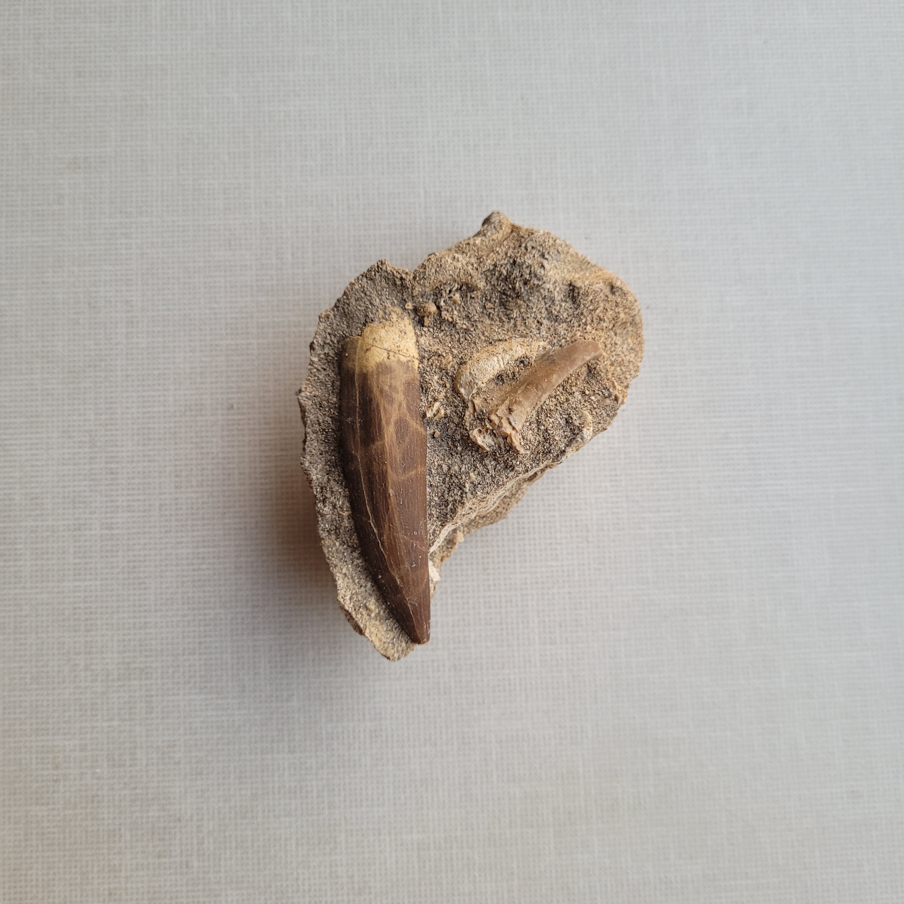 Rare Plesiosaur Tooth 8.5 cm with Matrix - Authentic Marine Reptile Fossil from Khouribga, Morocco