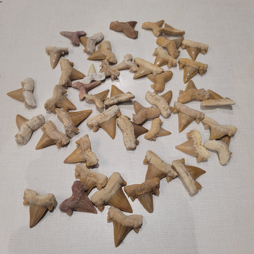 100 Authentic Otodus Shark Teeth - Bulk Fossil Collection from Khouribga, Morocco