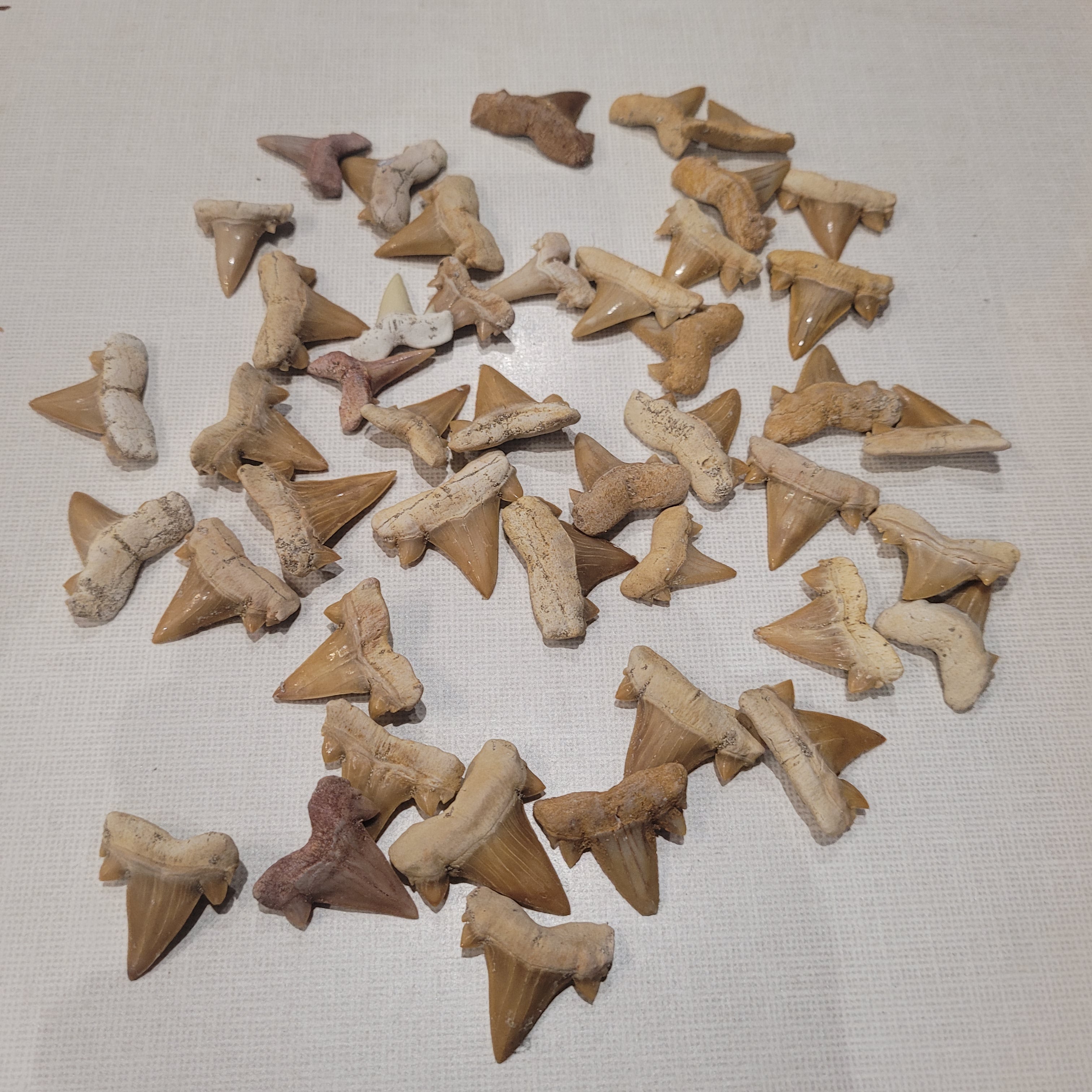 100 Authentic Otodus Shark Teeth - Bulk Fossil Collection from Khouribga, Morocco