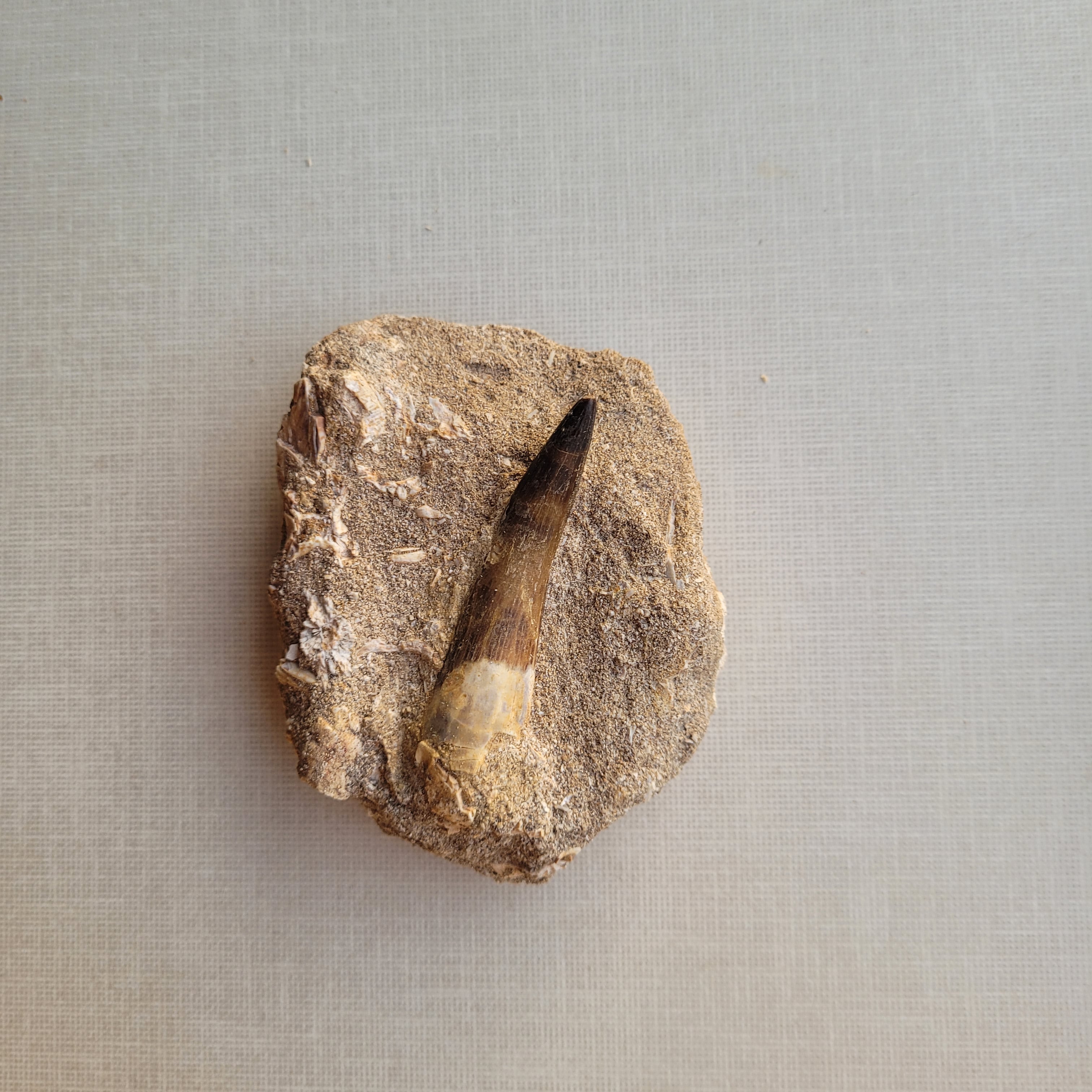 Rare Plesiosaur Tooth 8.5 cm with Matrix - Authentic Marine Reptile Fossil from Khouribga, Morocco