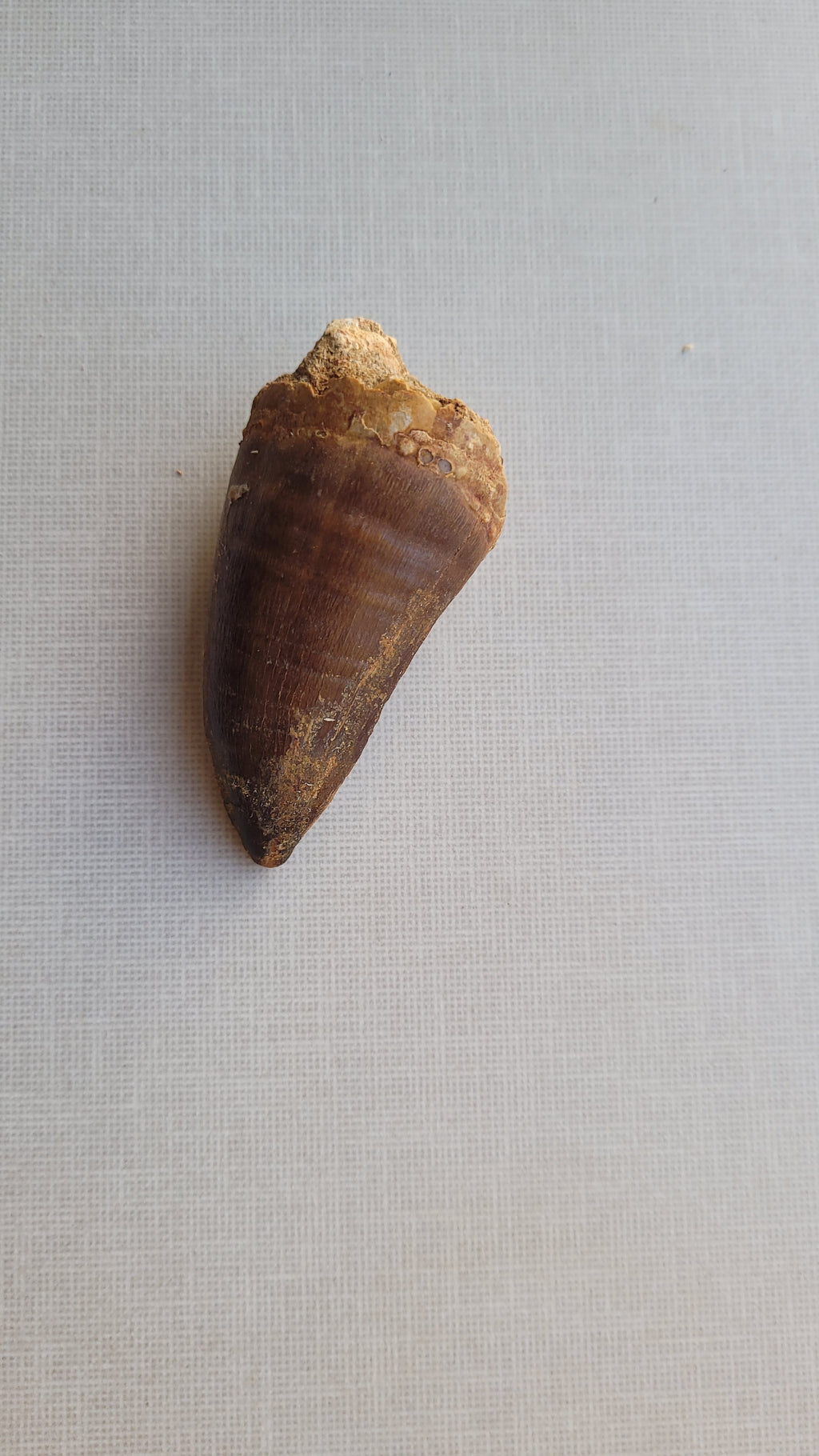 Giant 8.5 cm Mosasaurus Tooth - Premium Cretaceous Fossil from Khouribga, Morocco