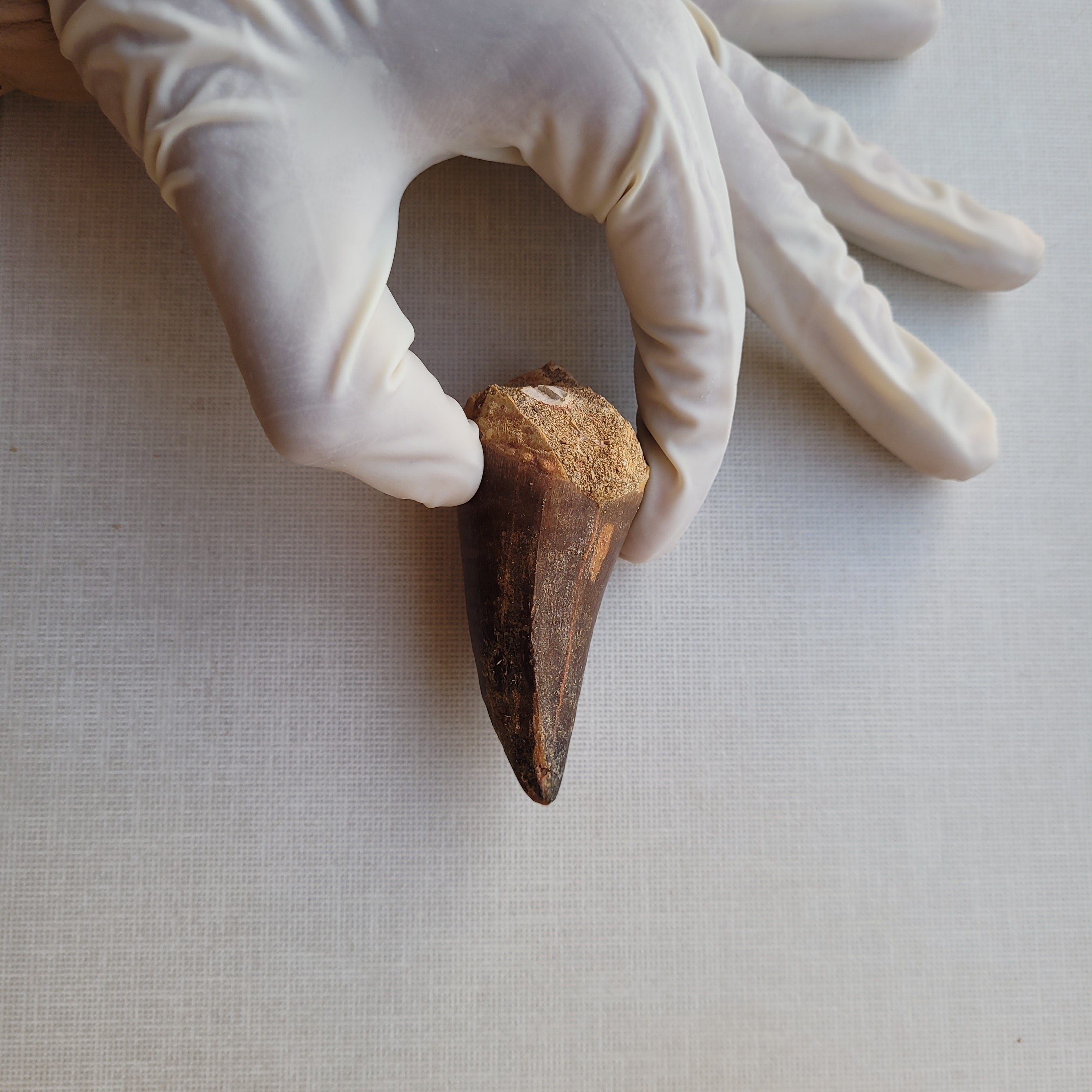 Giant 8.5 cm Mosasaurus Tooth - Premium Cretaceous Fossil from Khouribga, Morocco