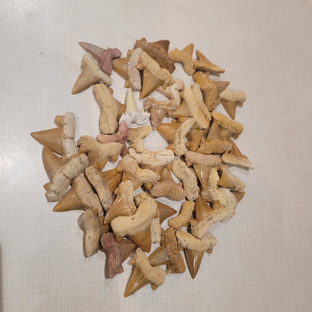 100 Authentic Otodus Shark Teeth - Bulk Fossil Collection from Khouribga, Morocco