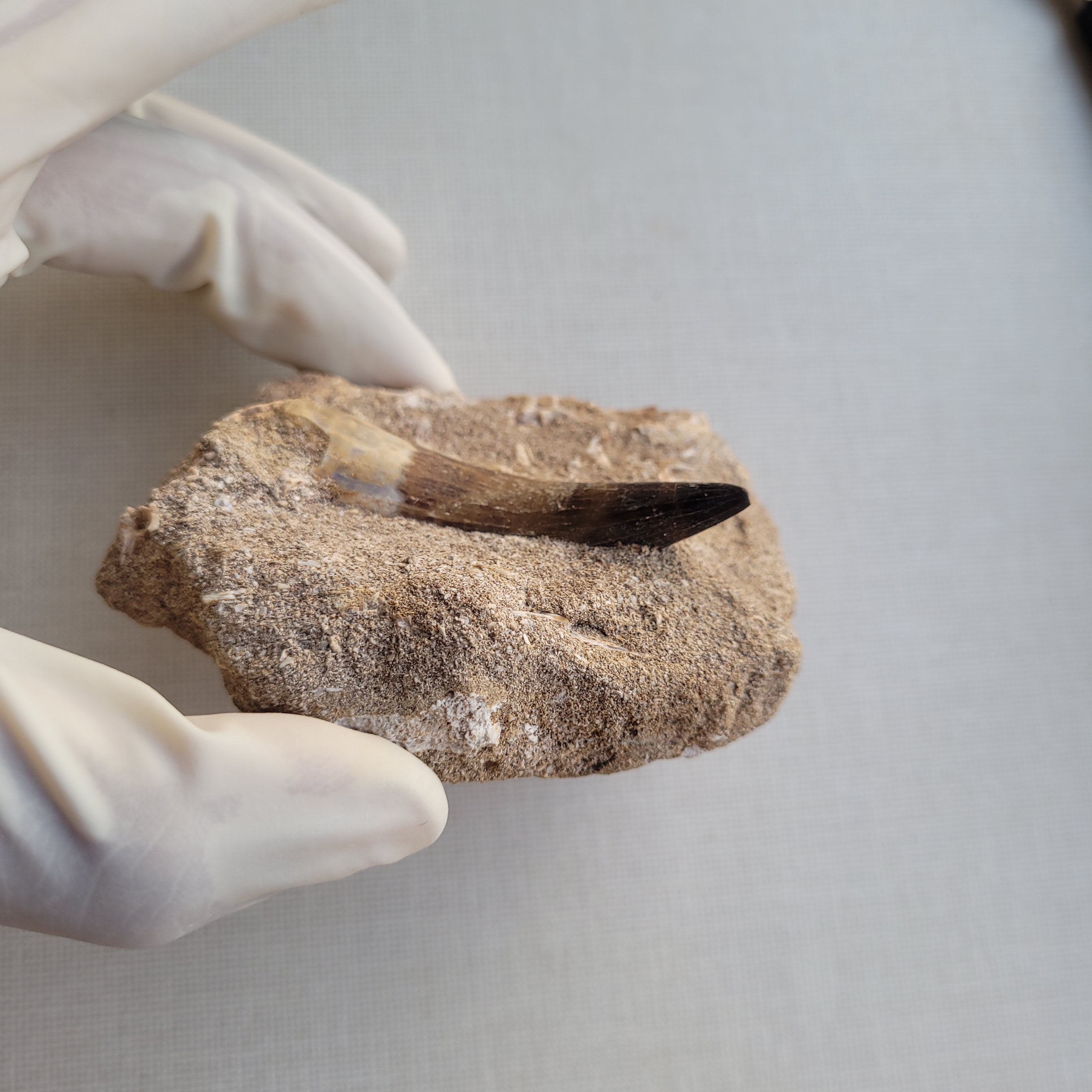 Rare Plesiosaur Tooth 8.5 cm with Matrix - Authentic Marine Reptile Fossil from Khouribga, Morocco