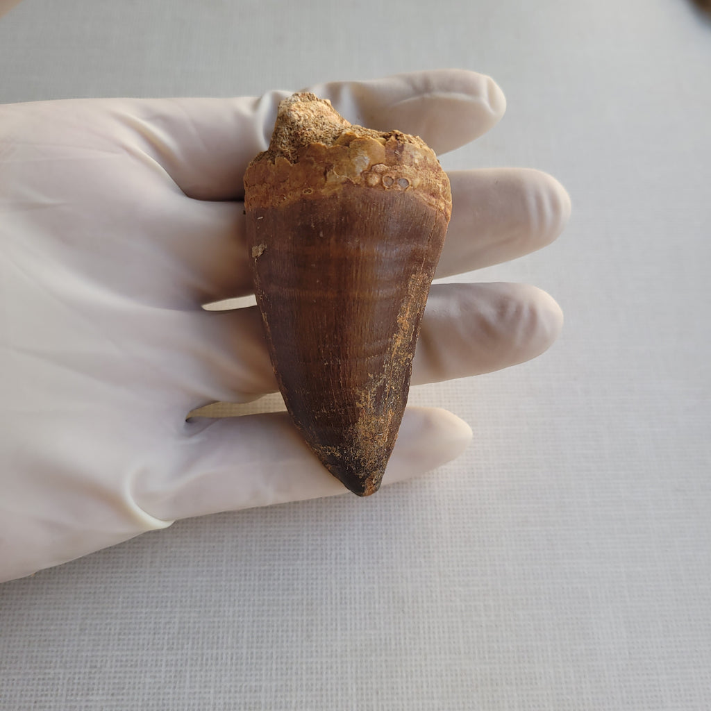 Giant 8.5 cm Mosasaurus Tooth - Premium Cretaceous Fossil from Khouribga, Morocco