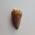 Giant 8.5 cm Mosasaurus Tooth - Premium Cretaceous Fossil from Khouribga, Morocco