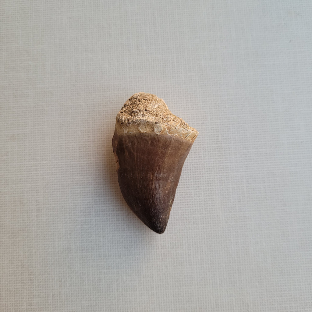 Rare Mussasaurus Tooth 5cm - Authentic Cretaceous Fossil from Khouribga, Morocco