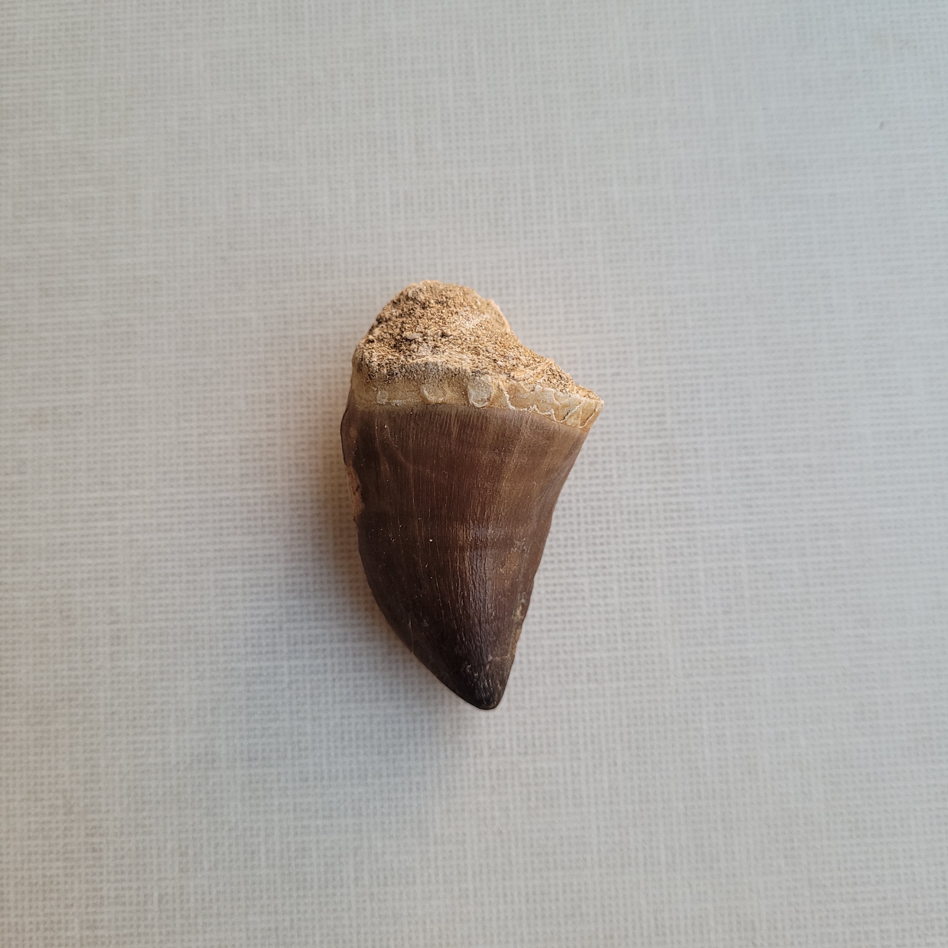 Rare Mussasaurus Tooth 5cm - Authentic Cretaceous Fossil from Khouribga, Morocco