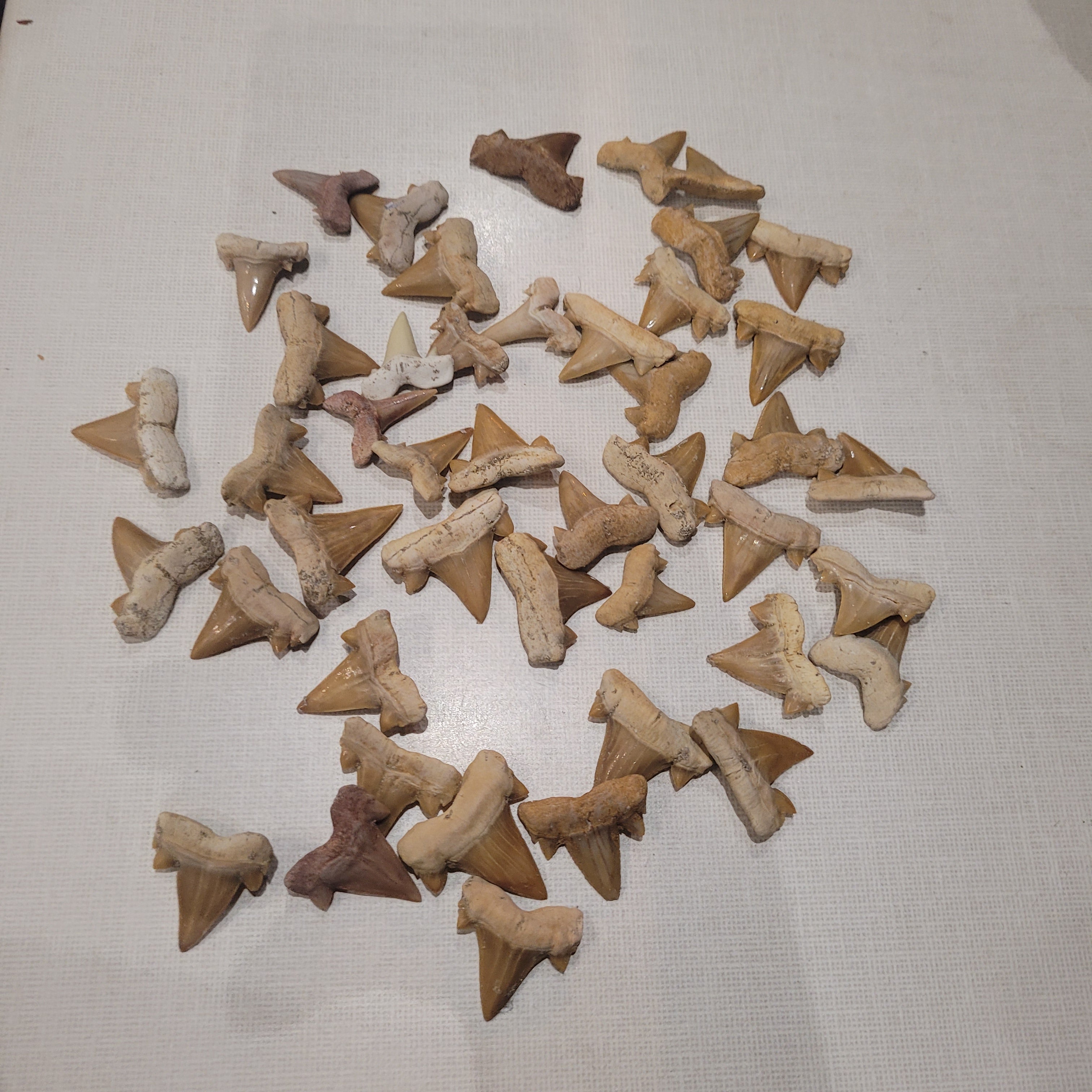 100 Authentic Otodus Shark Teeth - Bulk Fossil Collection from Khouribga, Morocco