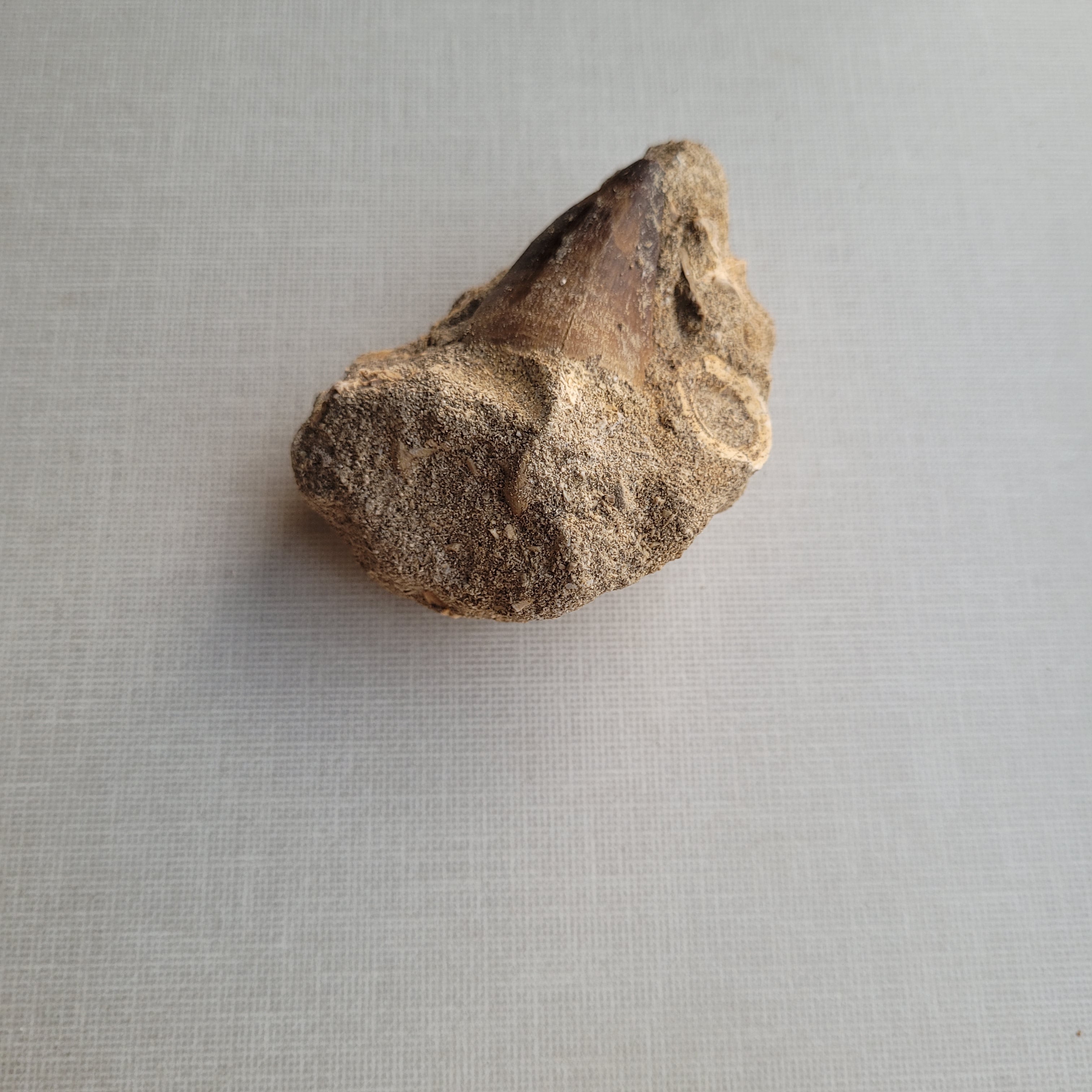 Authentic Mosasaurus Tooth in Original Matrix - Cretaceous Fossil from Khouribga, Morocco