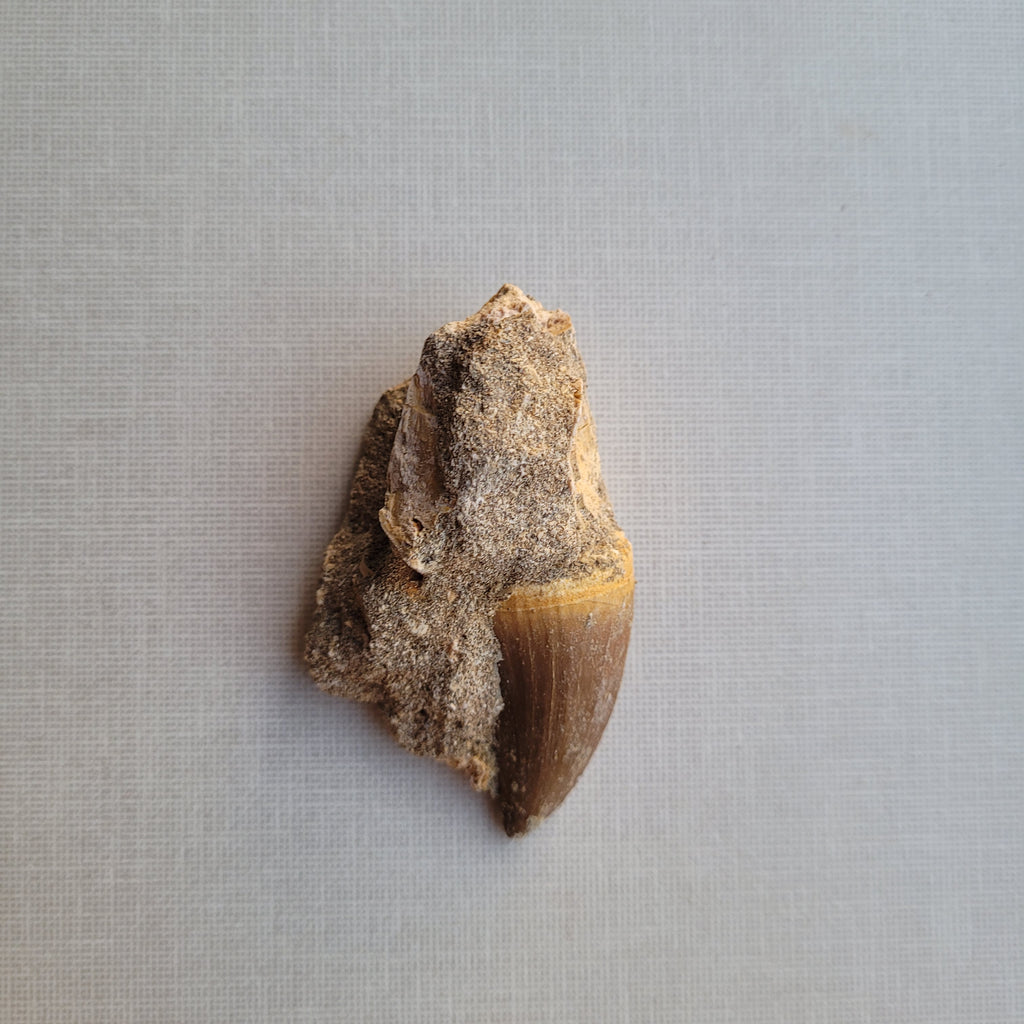 Authentic Mosasaurus Tooth in Original Matrix - Cretaceous Fossil from Khouribga, Morocco