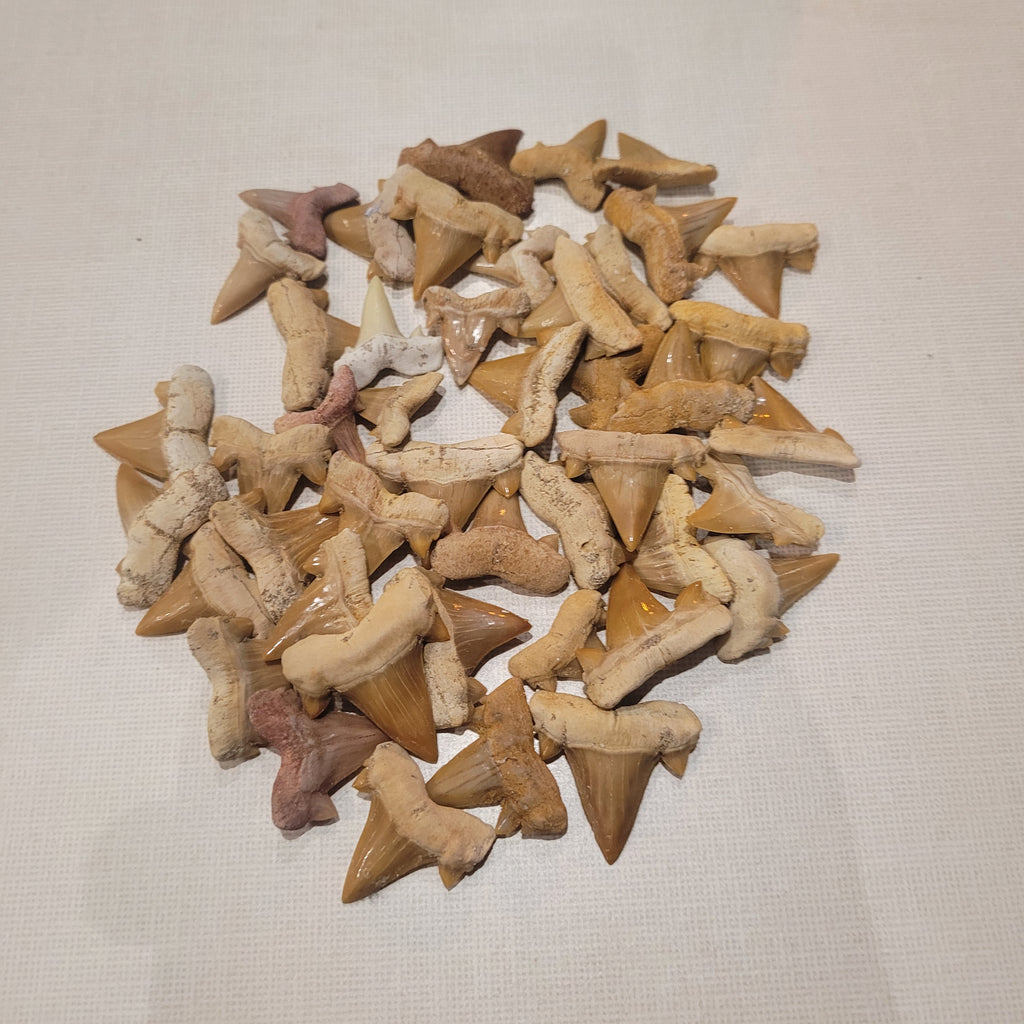 100 Authentic Otodus Shark Teeth - Bulk Fossil Collection from Khouribga, Morocco